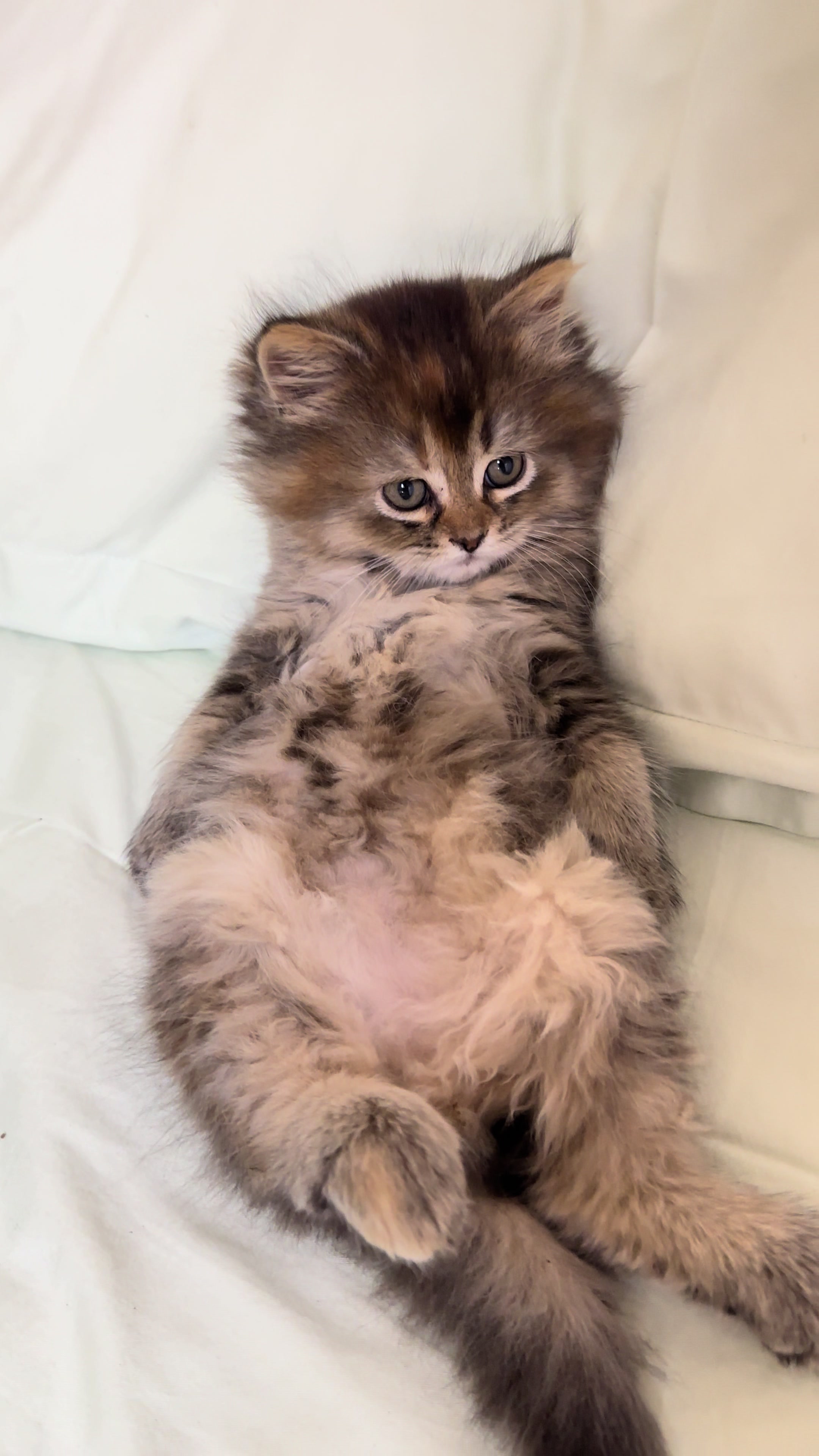 @cat.sheri.kittens