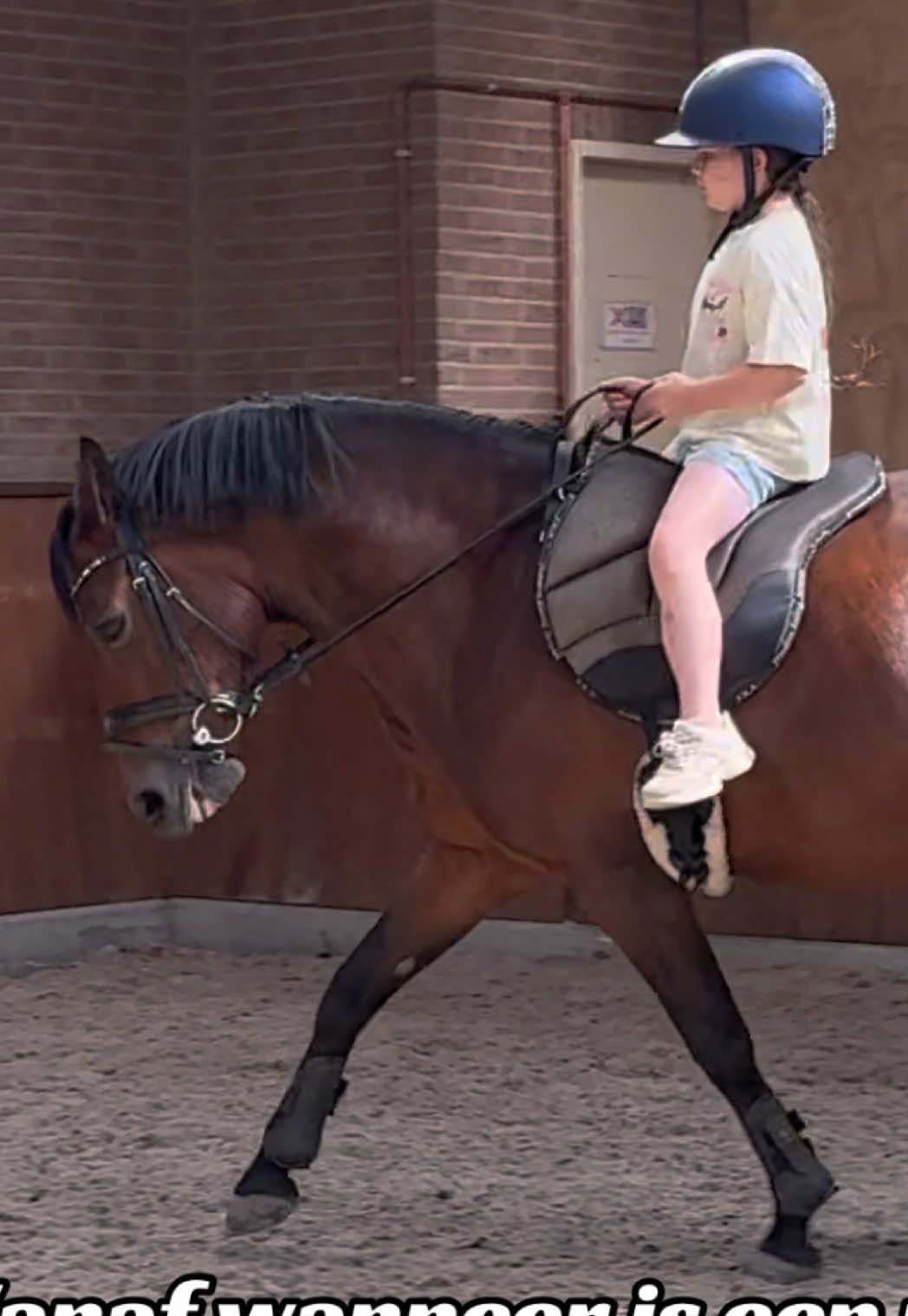 @Young Rider Journey🐴