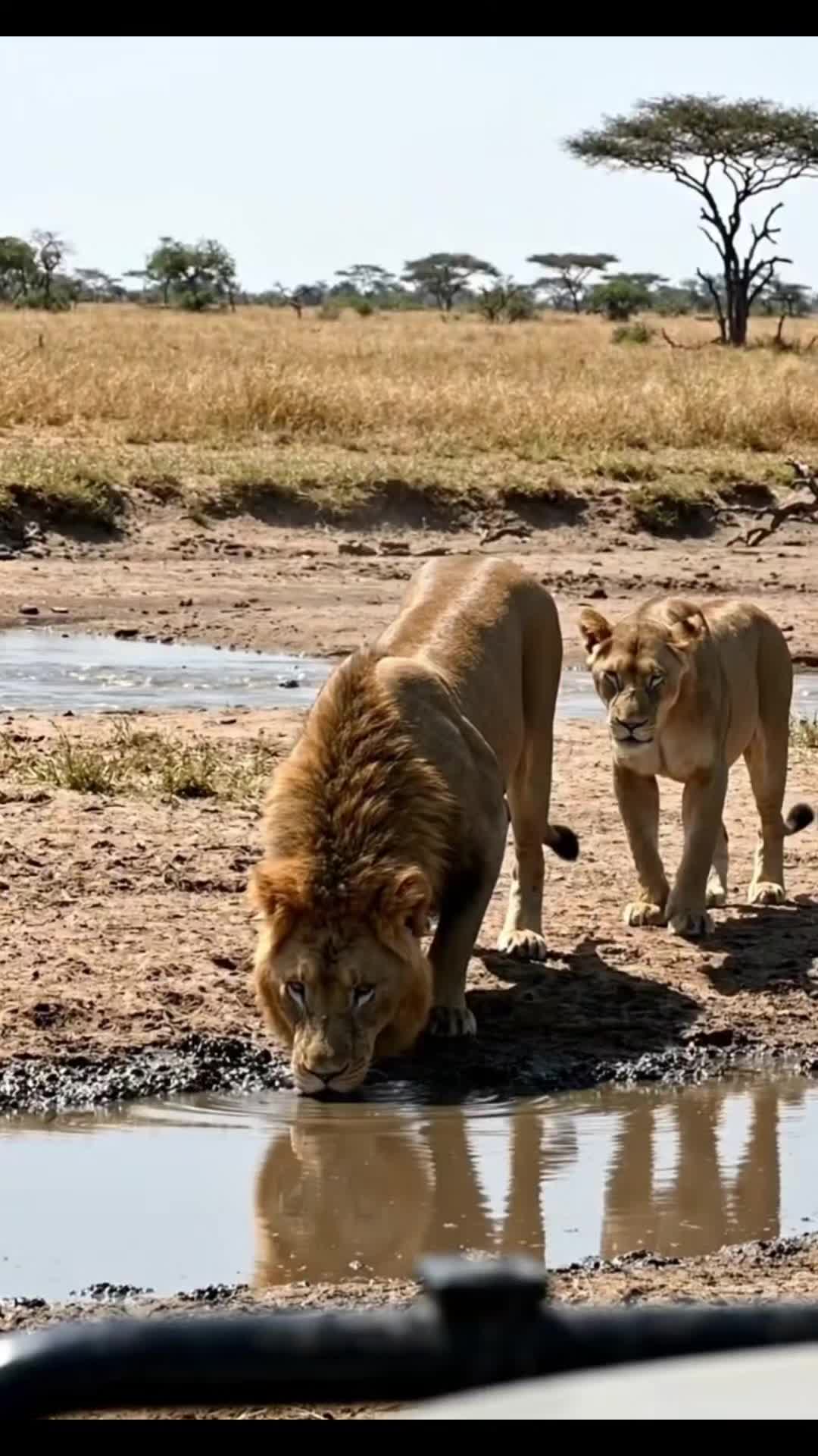 @SafariAnimalsHub