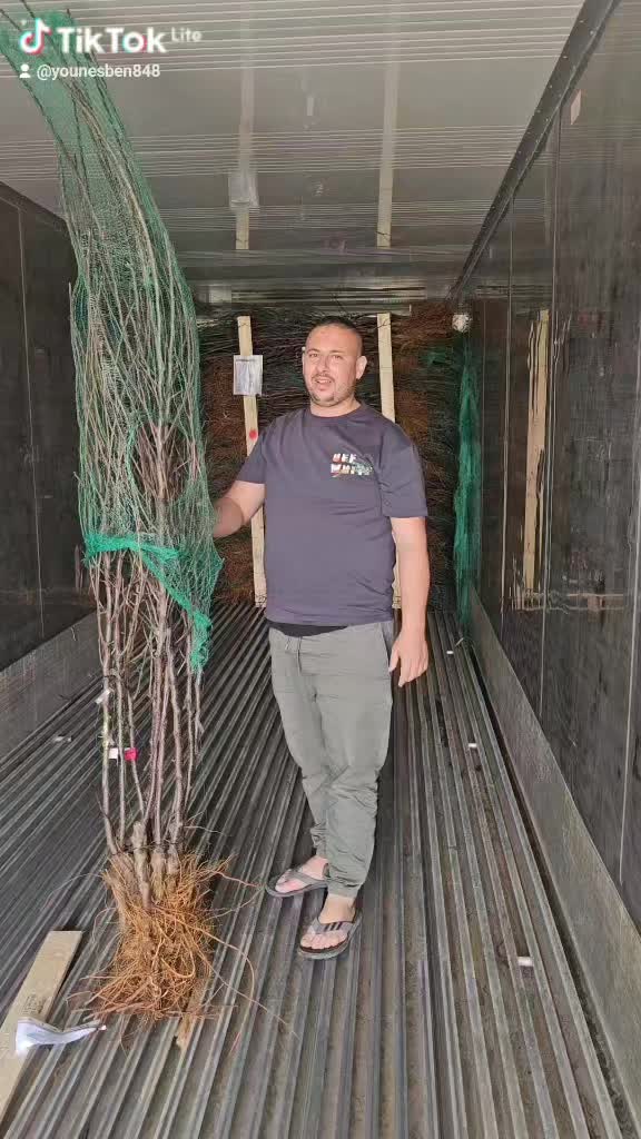 @p&eacute;pini&egrave;re yb agro