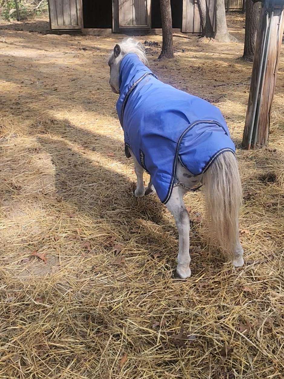 @minihorsemomandtrainer🐴🐴🐴🐴