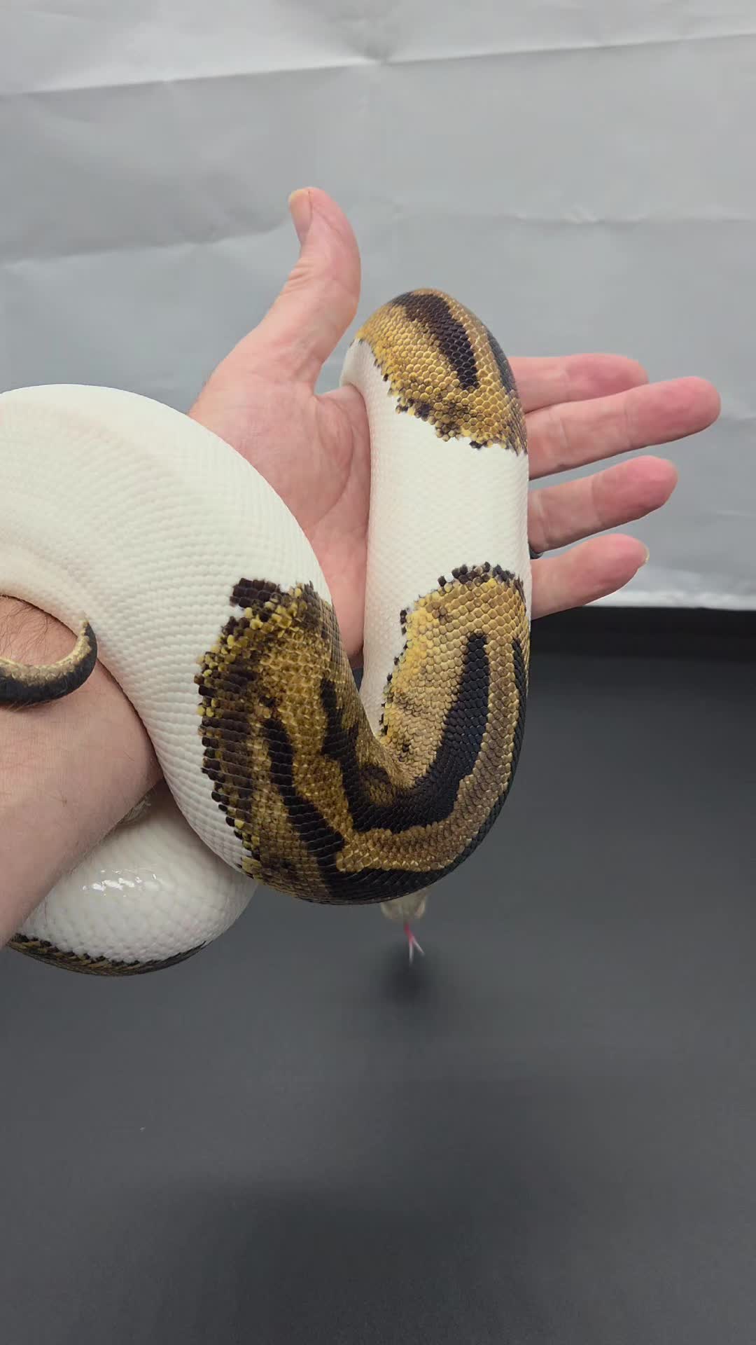 @Rikers Reptiles