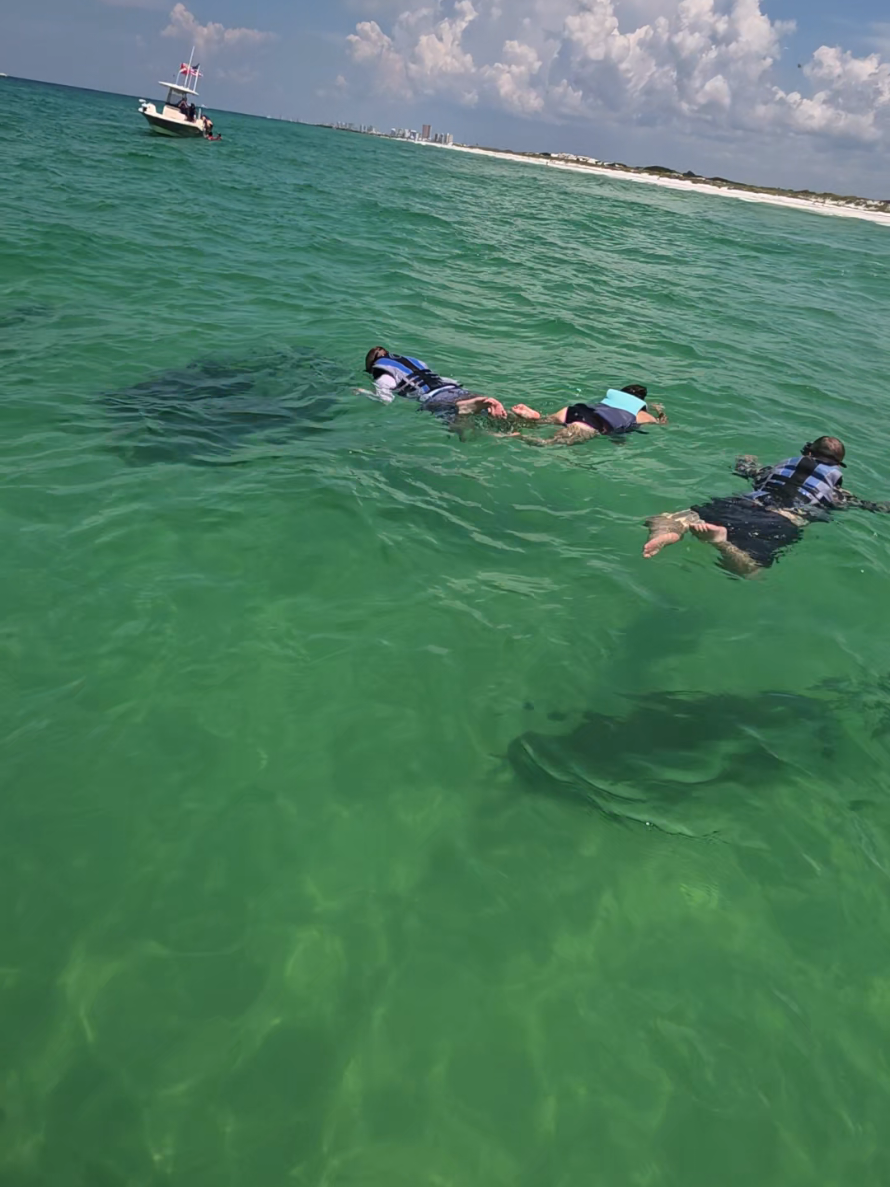 @Shell Island Dolphin Tours 🐬