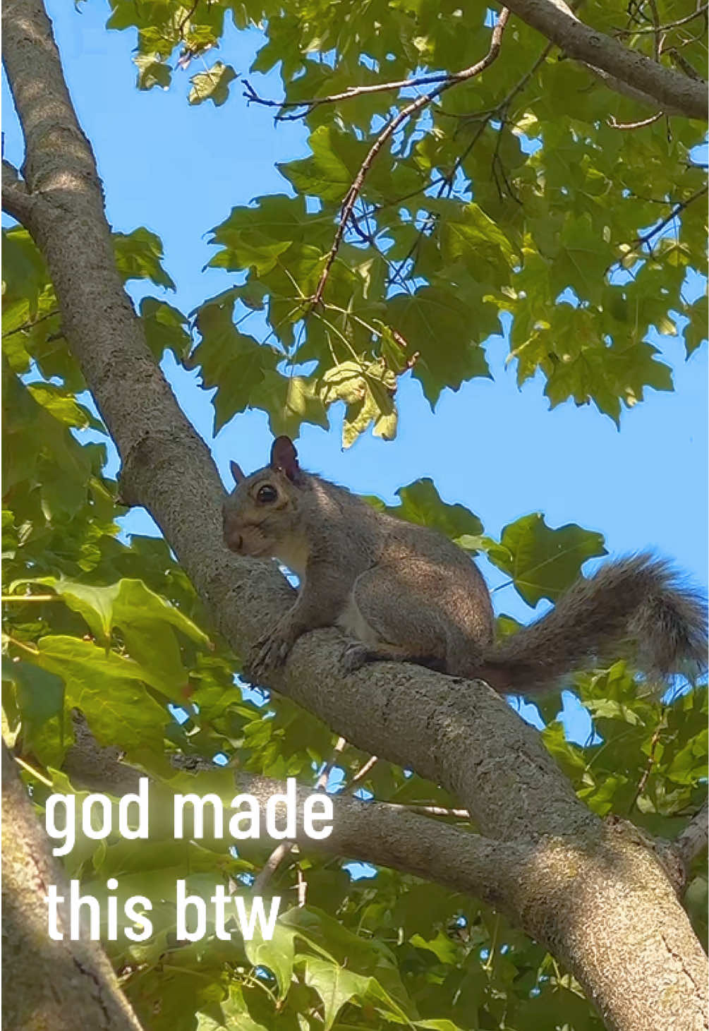 @raf
