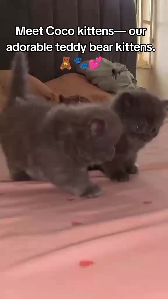 @Dera&rsquo;s cats🐈🐈🐈&zwj;⬛