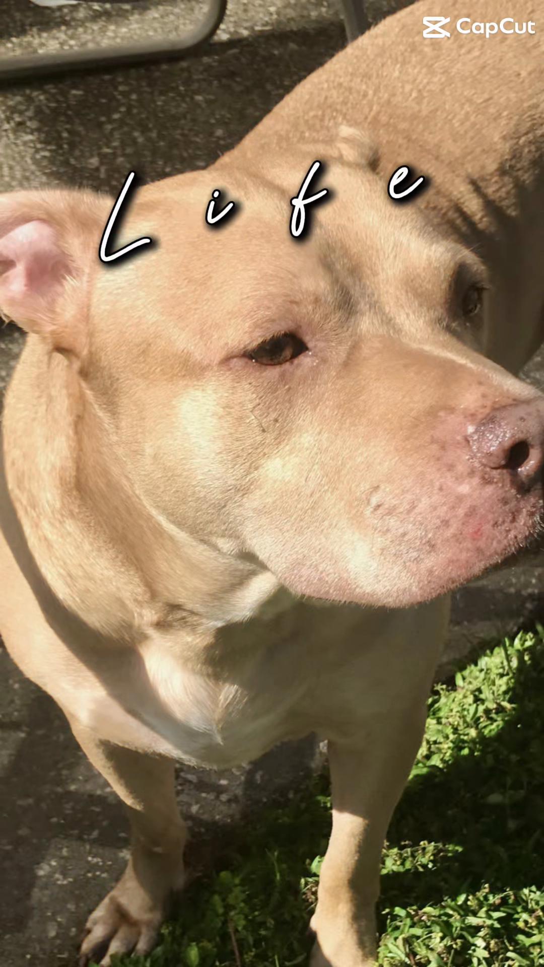 @Rosey’s Page☺️🐾