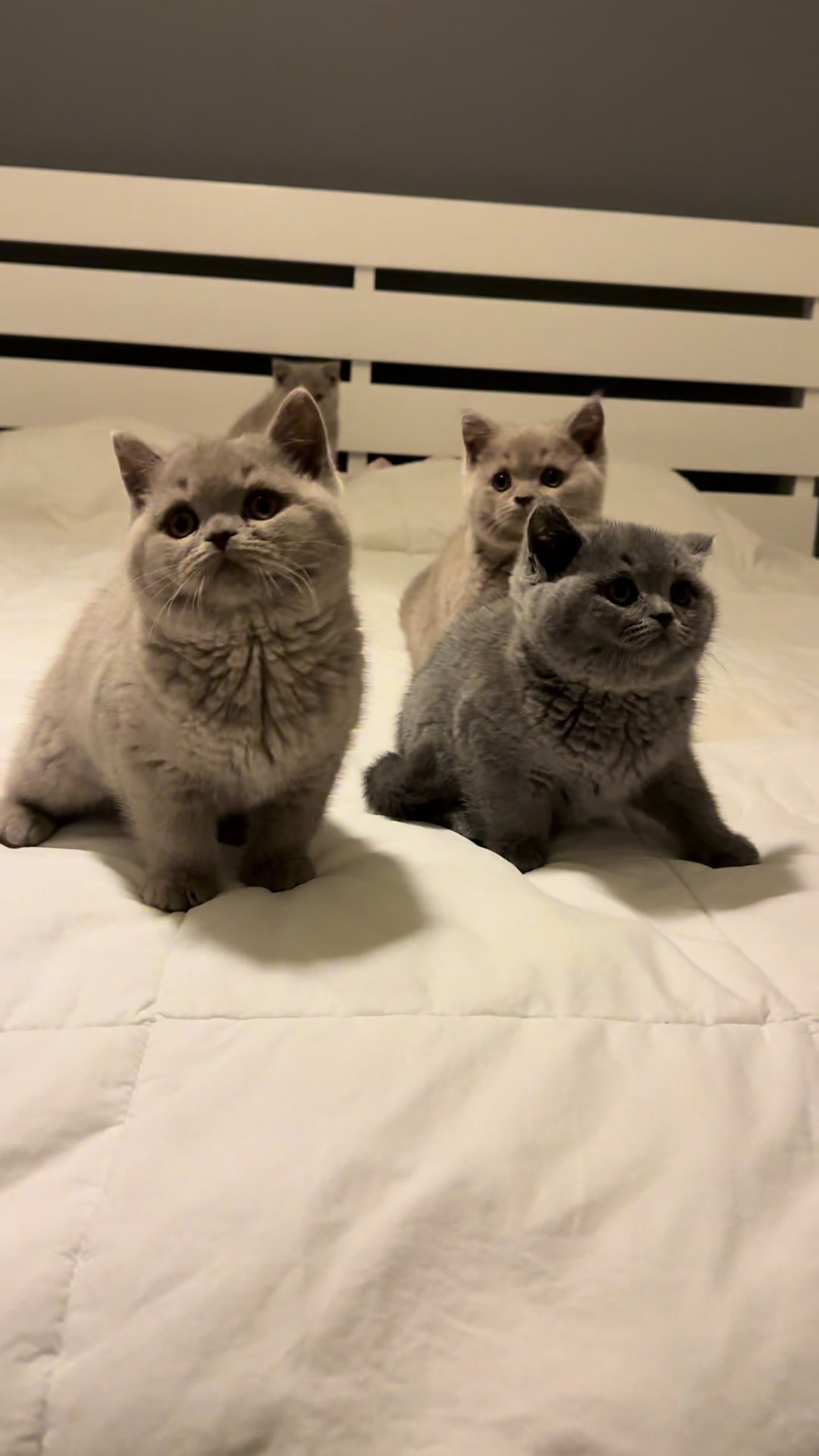 @Lako&rsquo;s_british_cattery