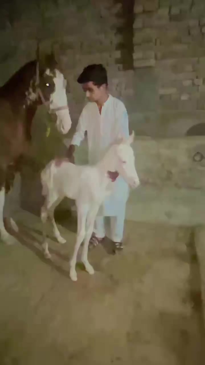 @Farhan kaila❤️