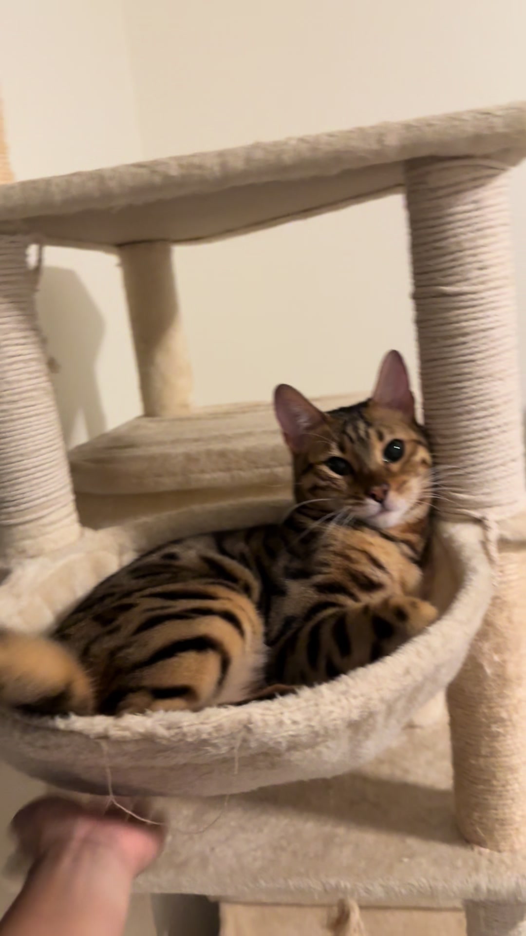 @mitmitcats