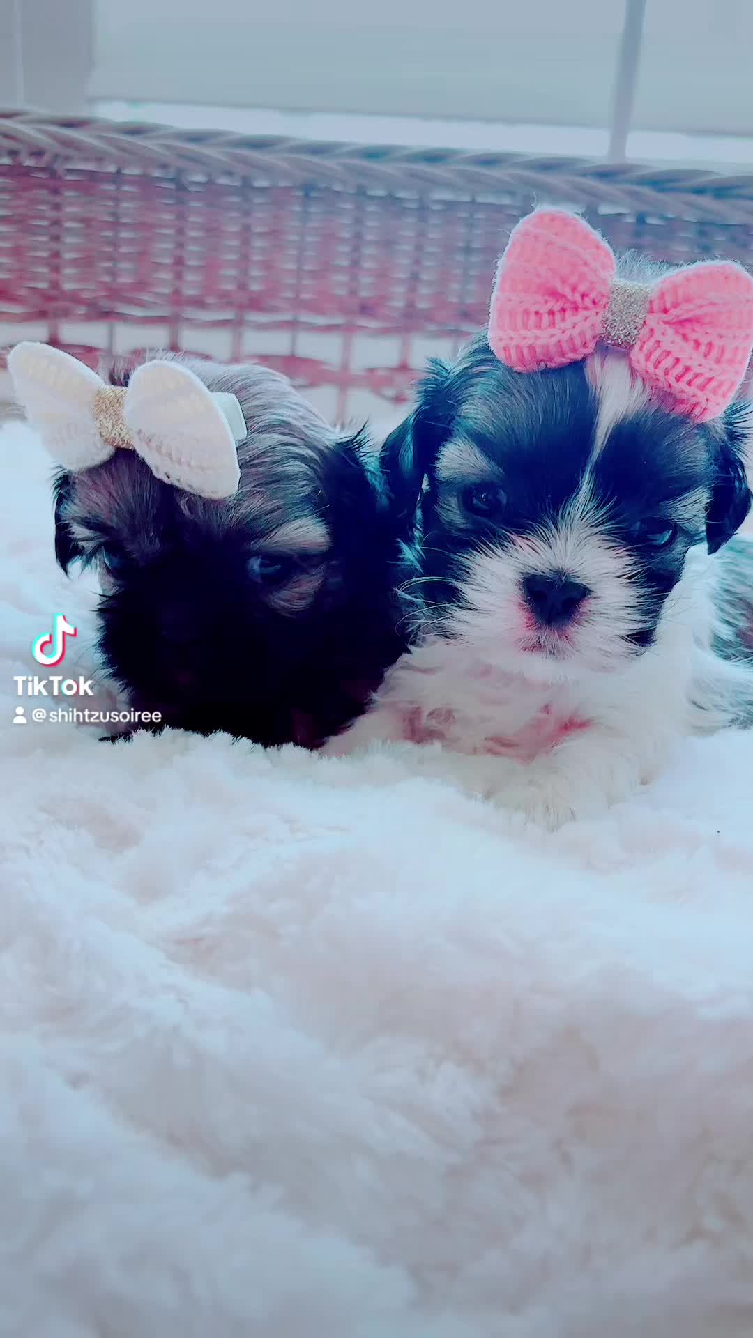 @SHIHTZU SOIRÉE