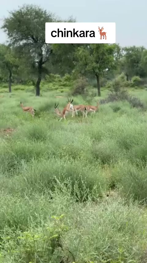 @Wildlife 🦌