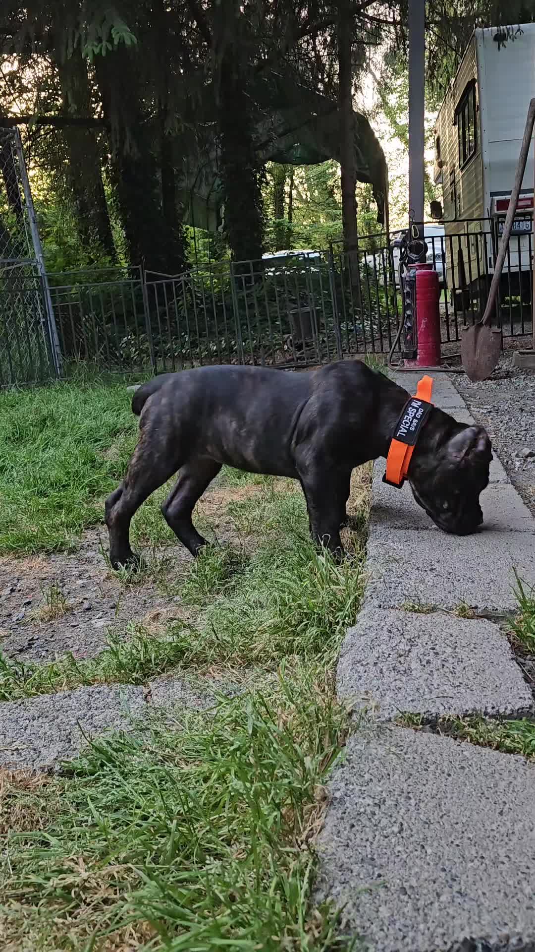 @SalmonCreekCaneCorso