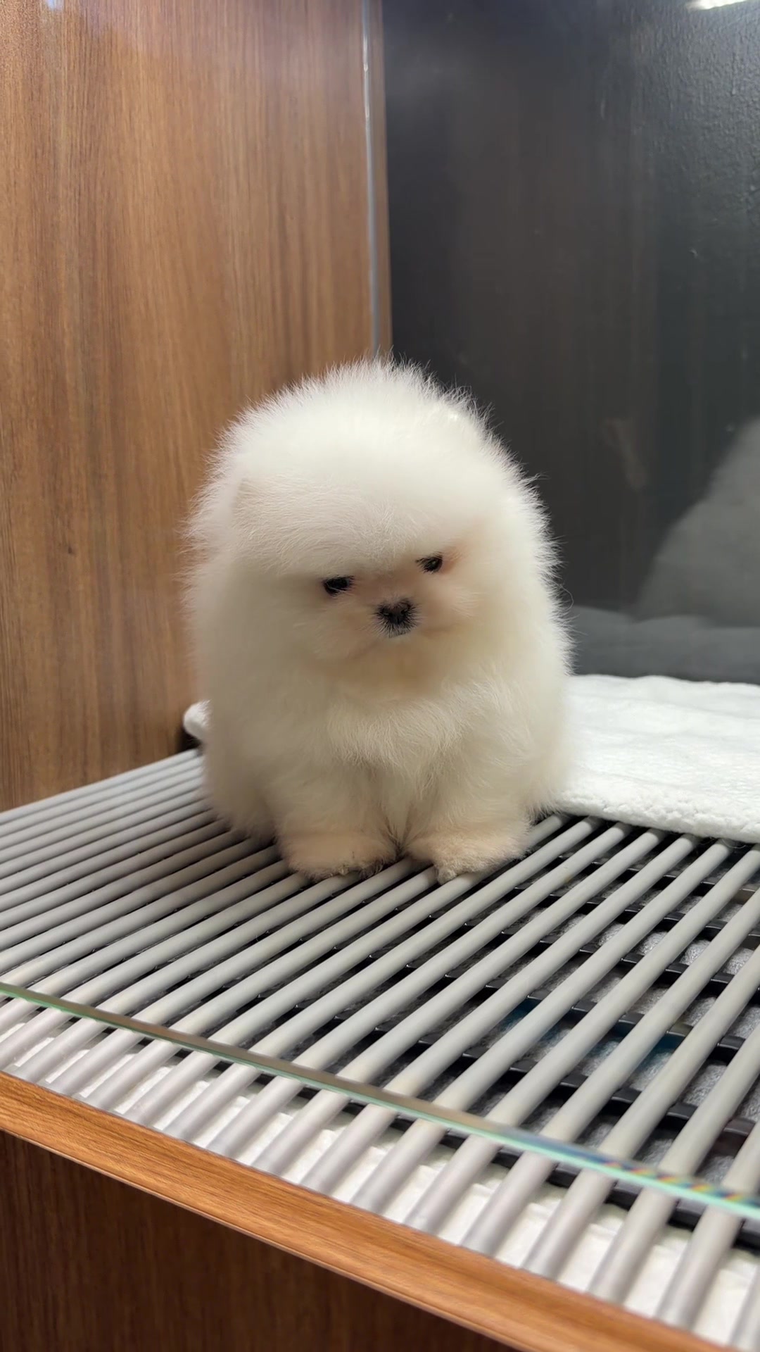 @JC Dog Republic