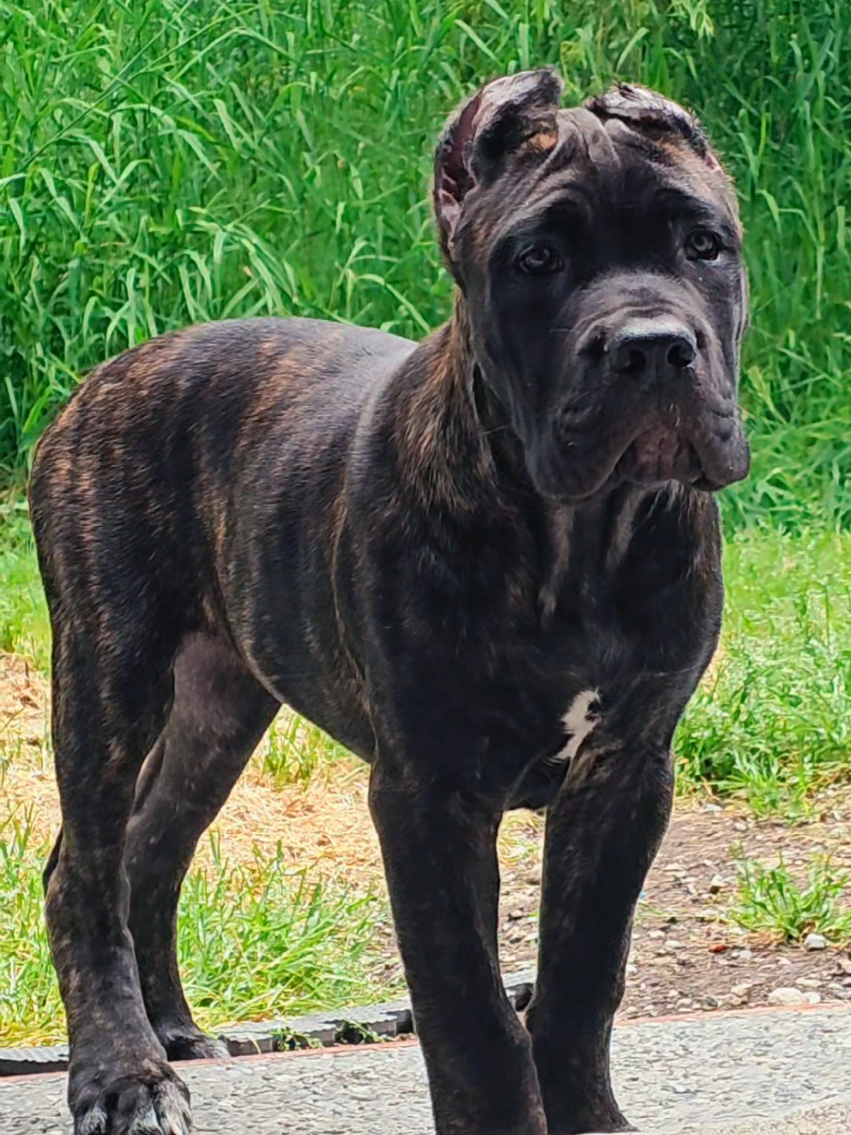 @SalmonCreekCaneCorso