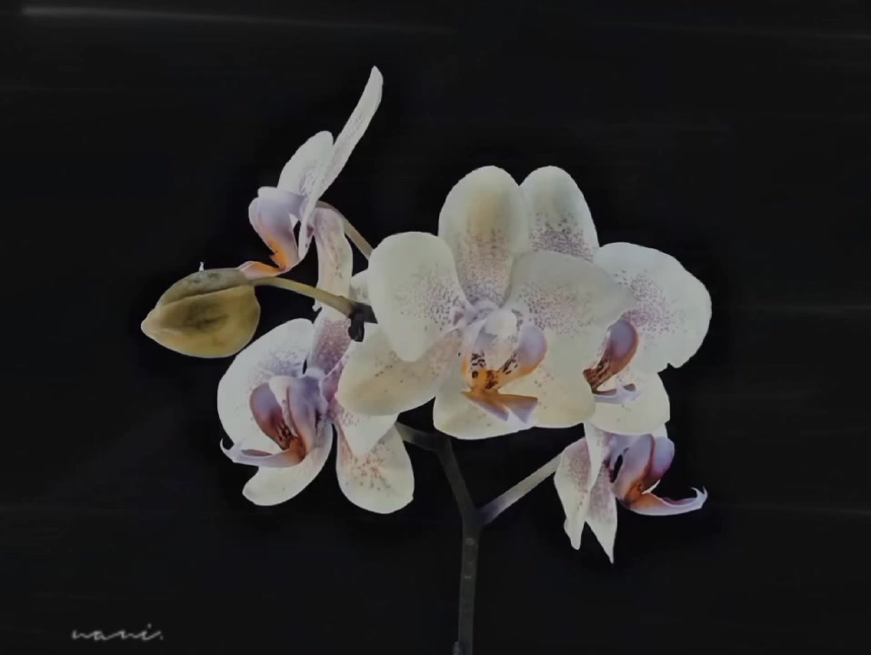 @naniii
