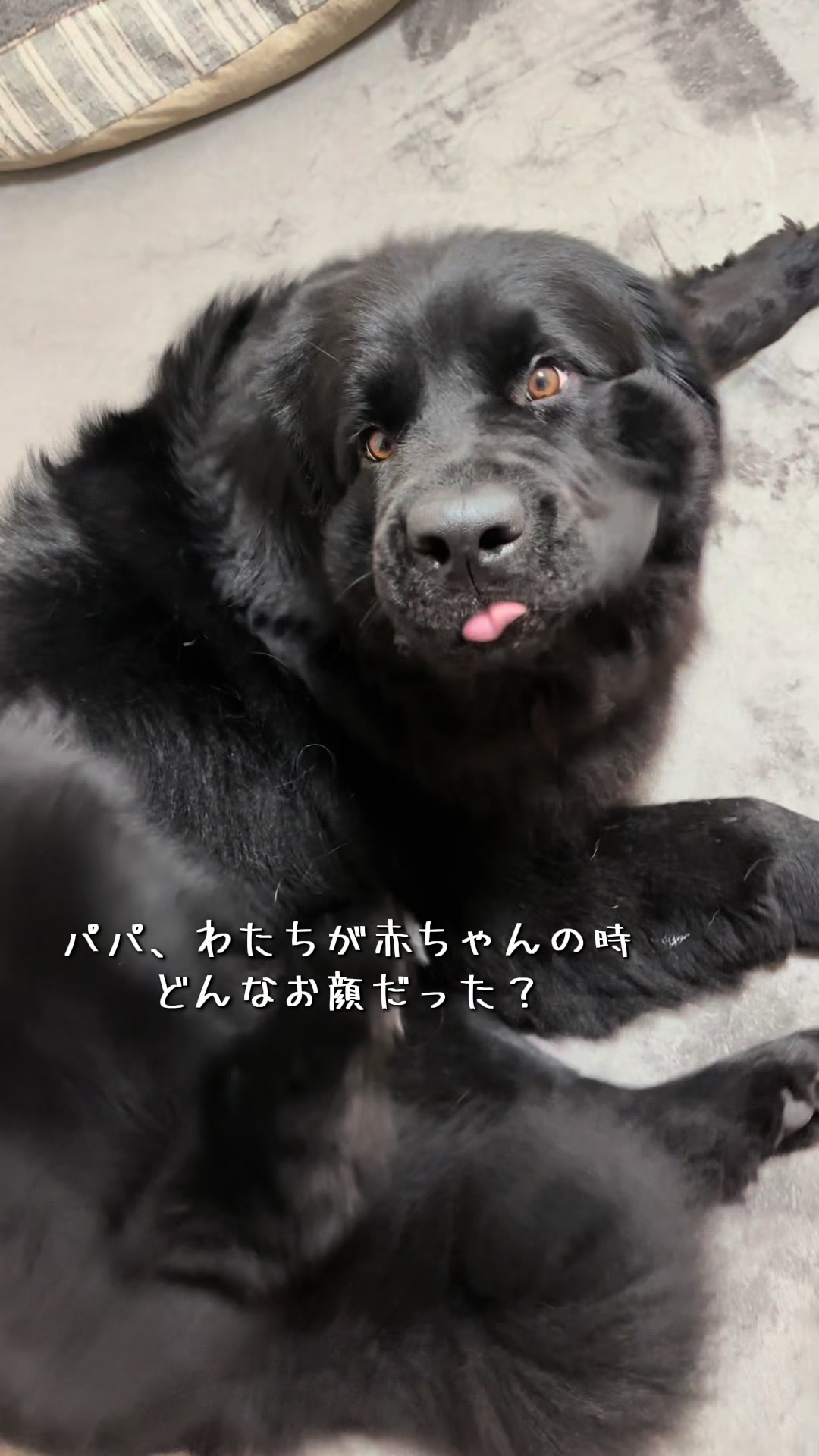 @ムックパパ🔶🐾