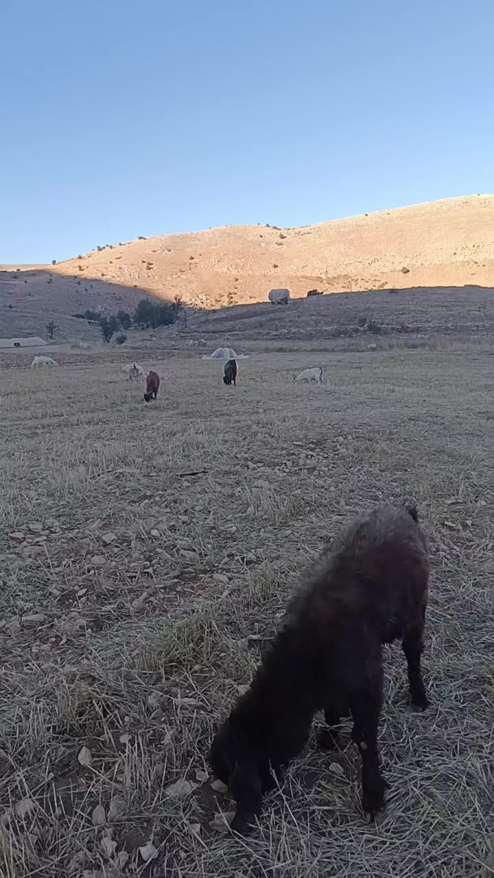 @Nazif Geriş