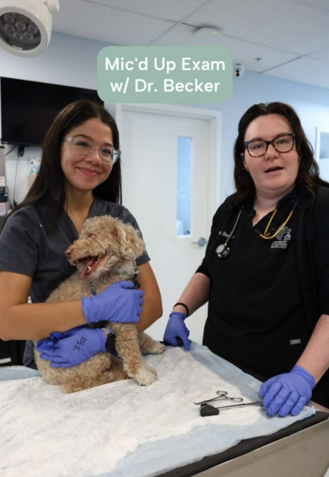 @Southeast Veterinary Neurology