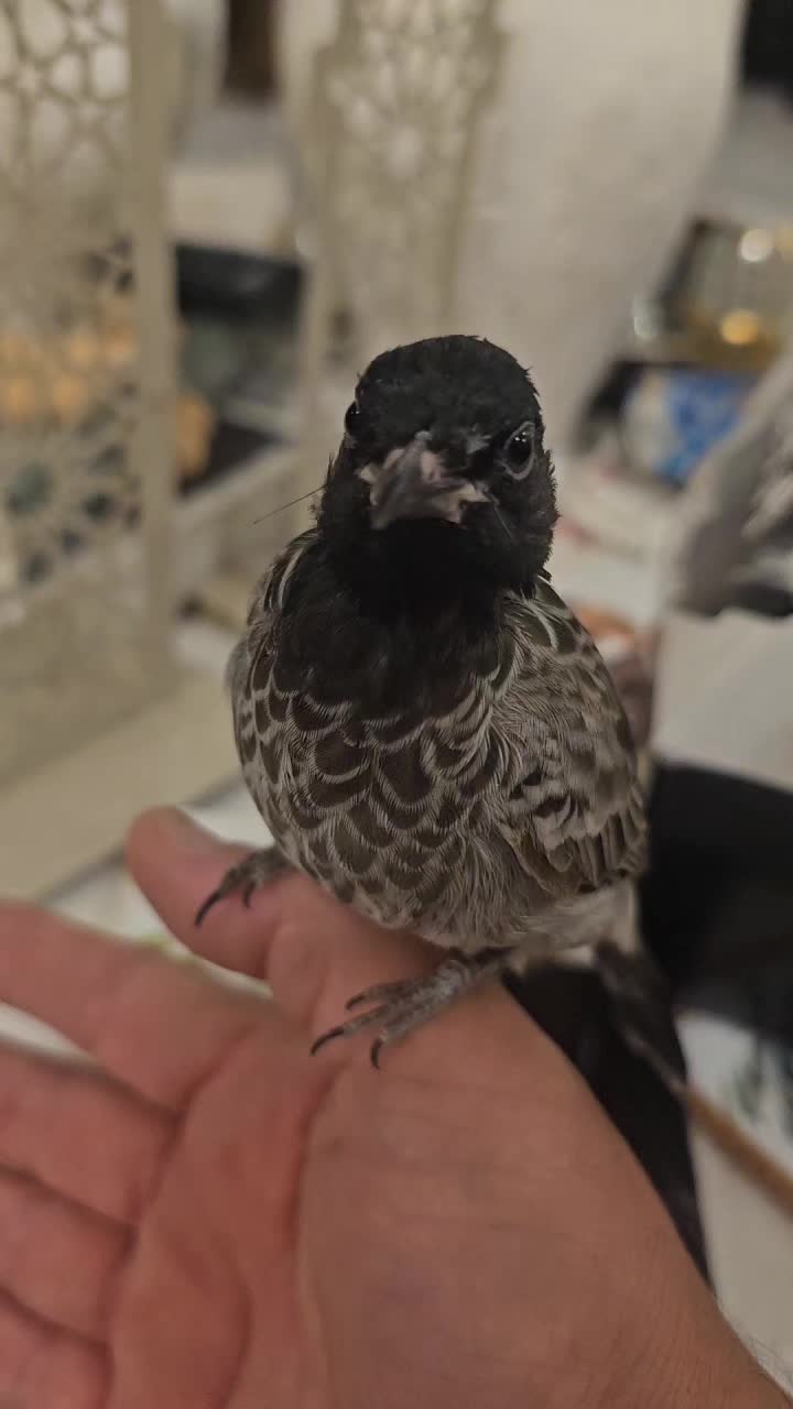 @buahmed330