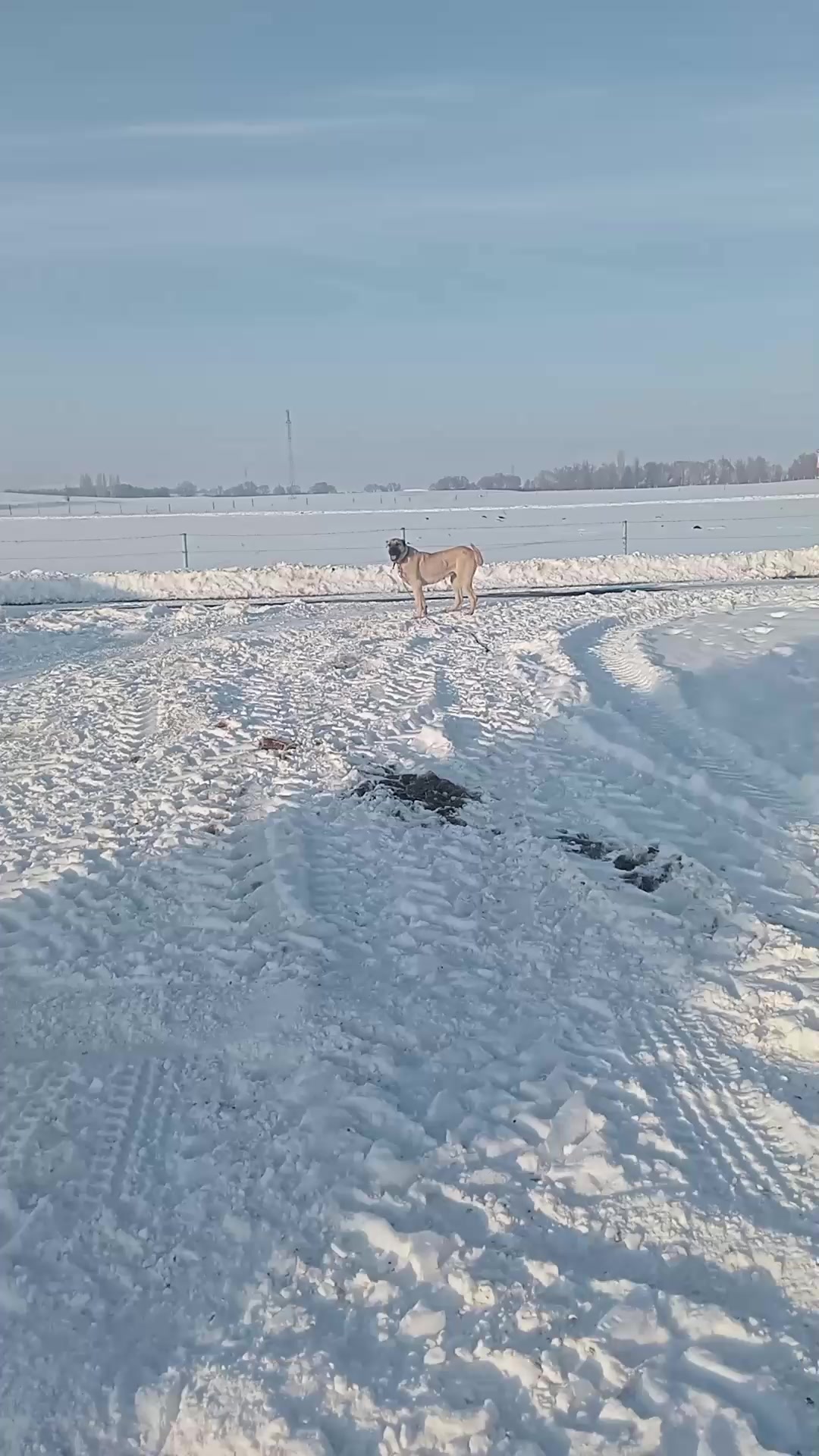 @şahinpolat