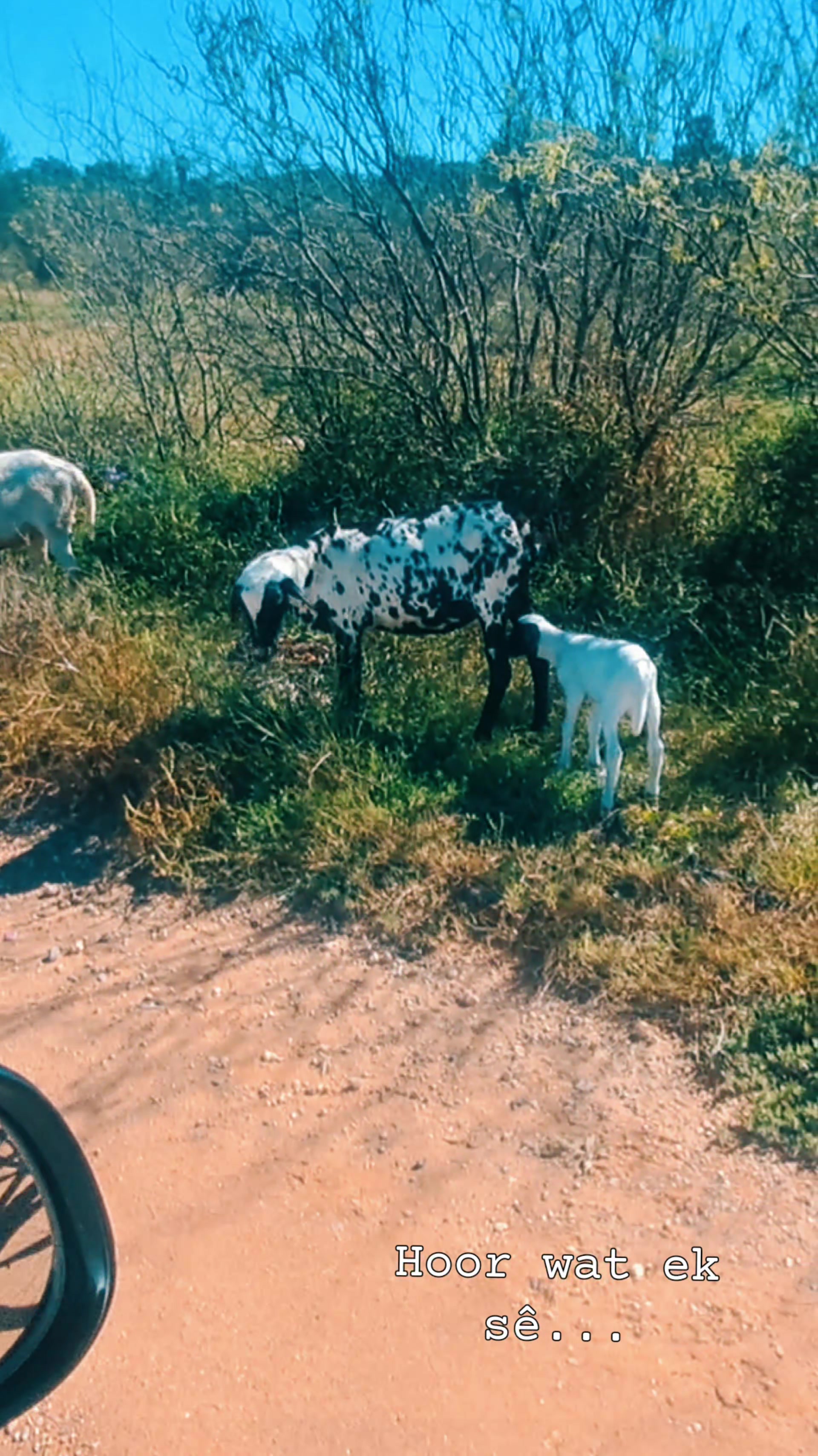 @🇿🇦DoringDraad Kalahari🇿🇦