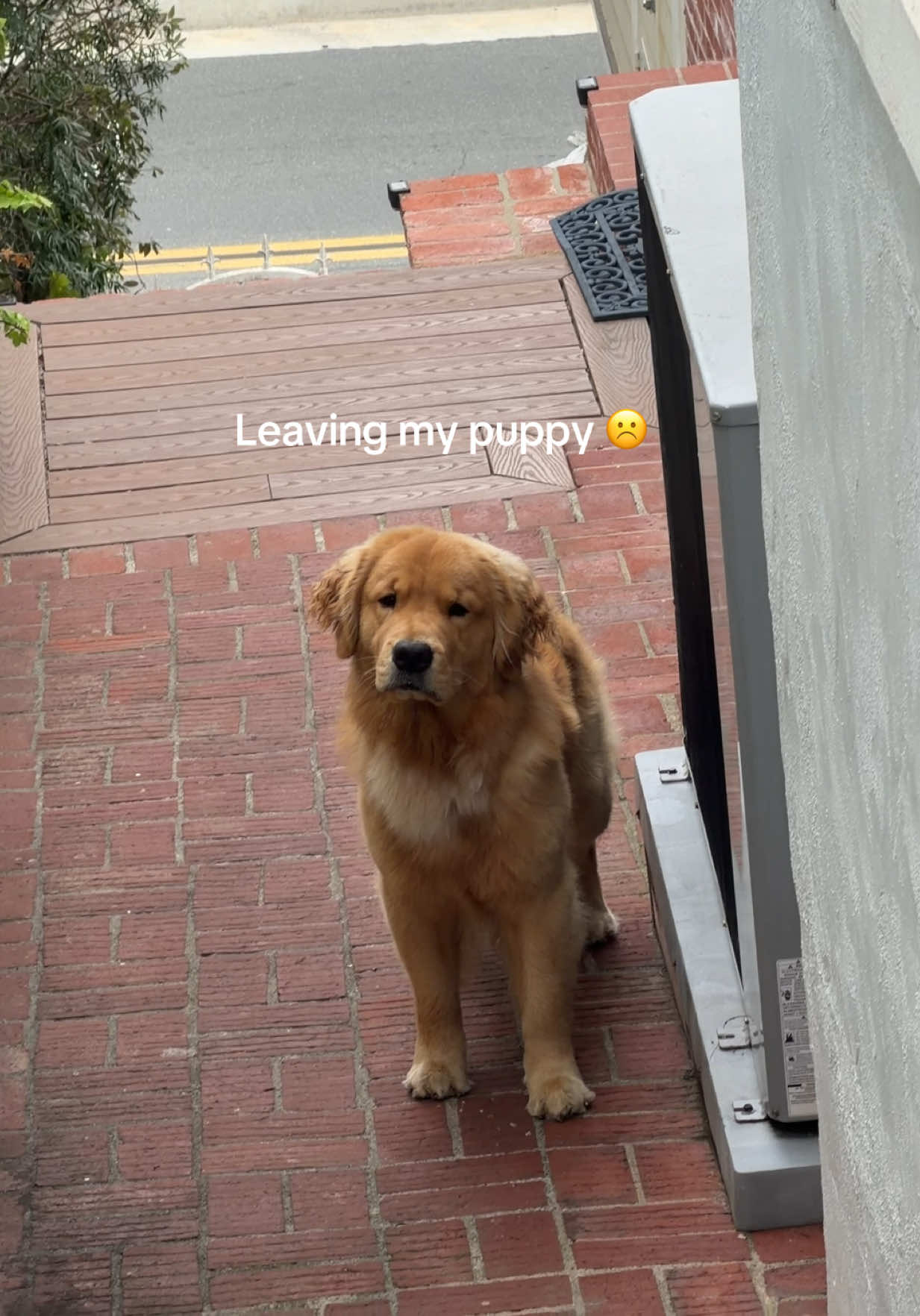 @Romeo the Retriever