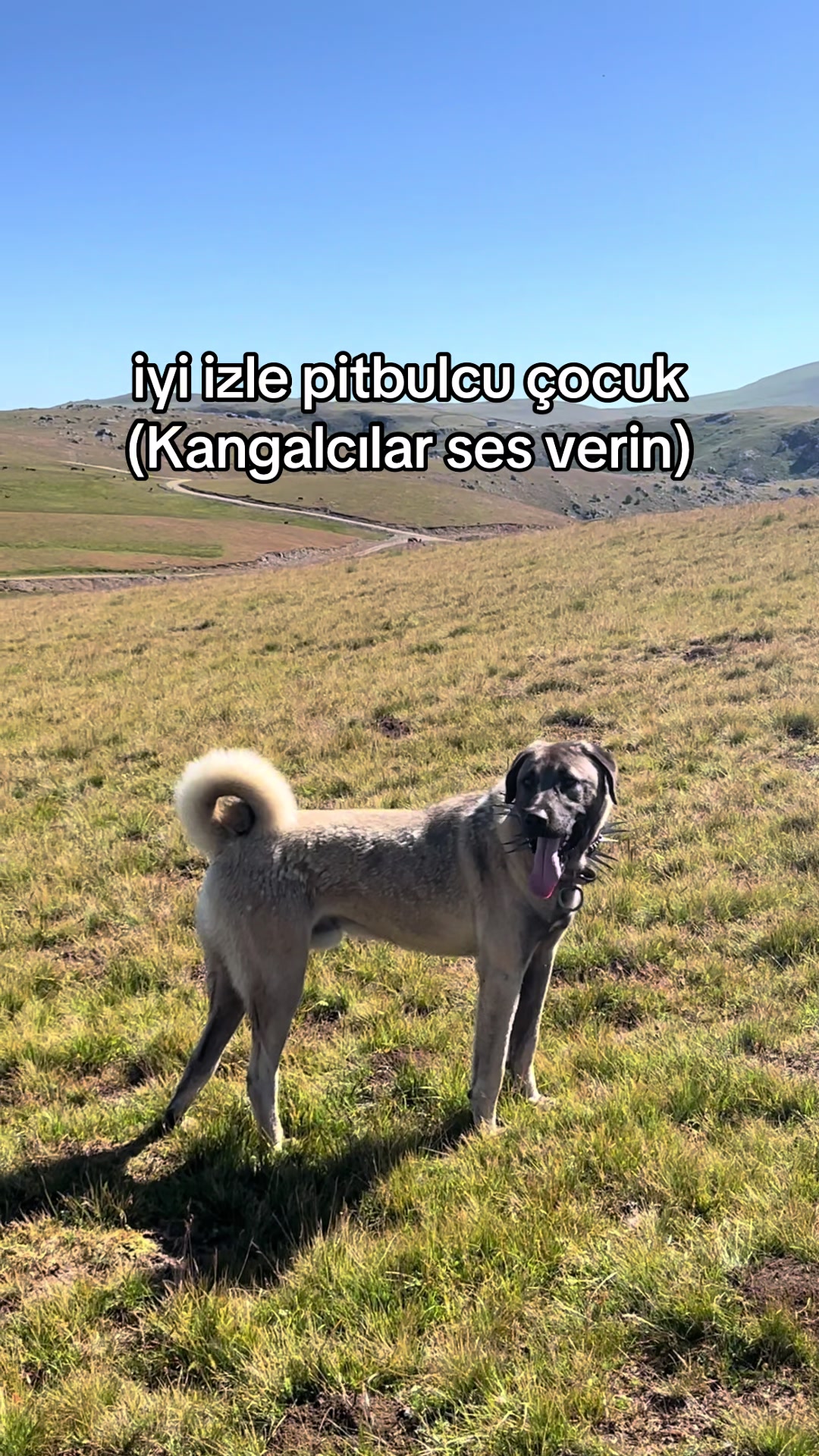 @karagozkoyunculuk2852