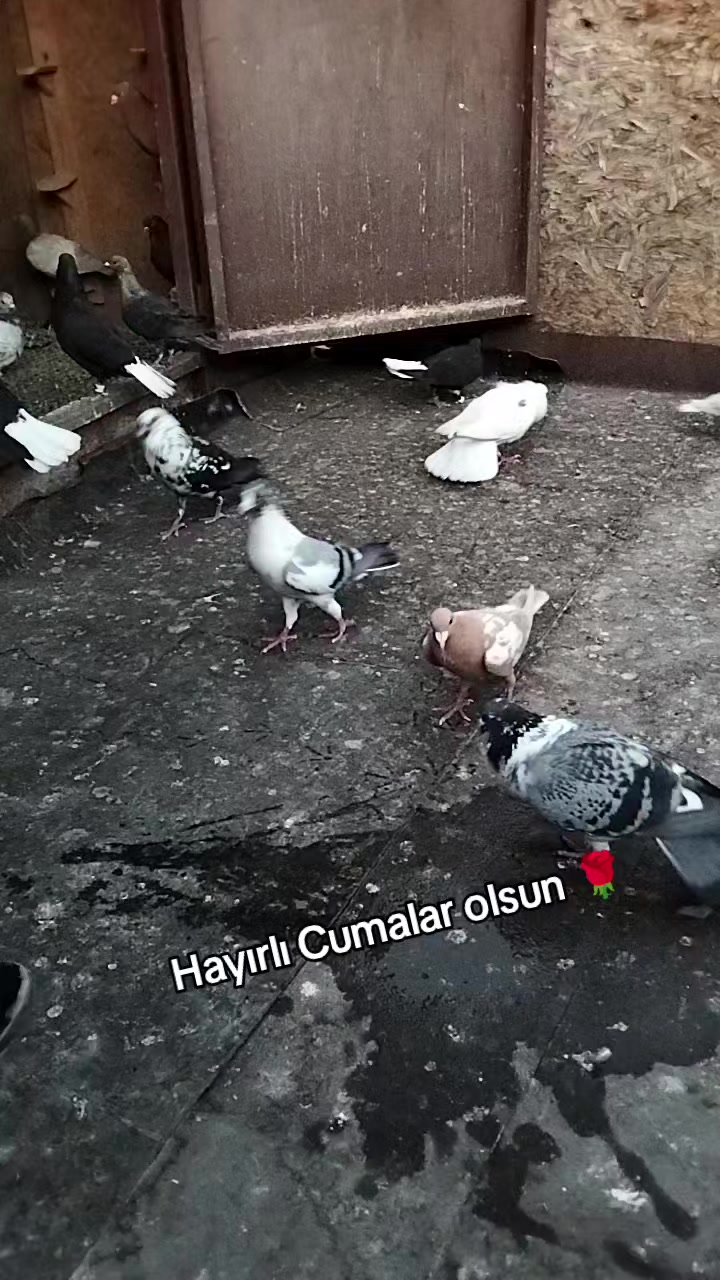 @Ertuğrul&Alparslan(Doktor)