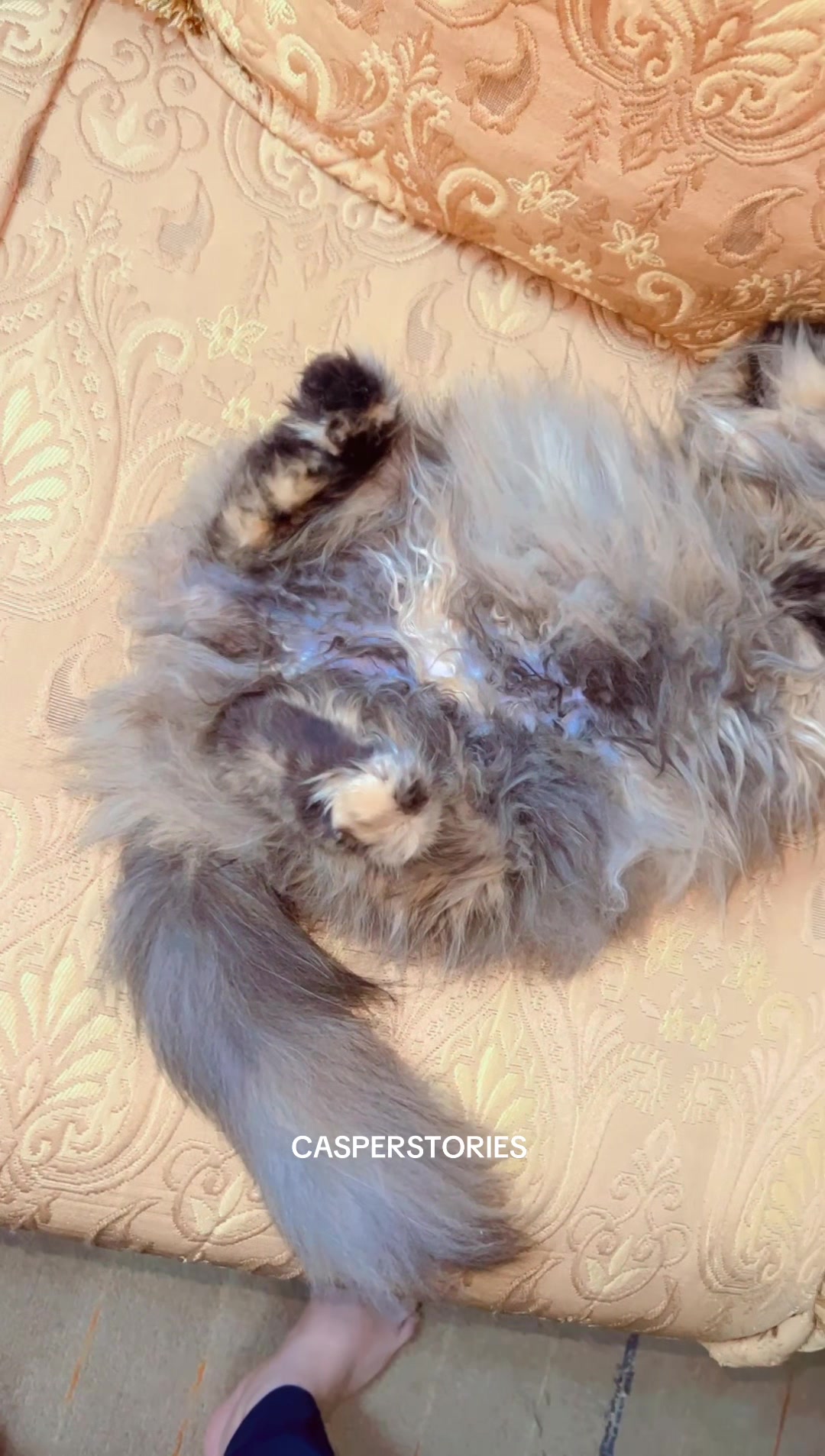 @𝑪𝒂𝒔𝒑𝒆𝒓 & 𝑴𝒊𝒏𝒏𝒊𝒆 🐾