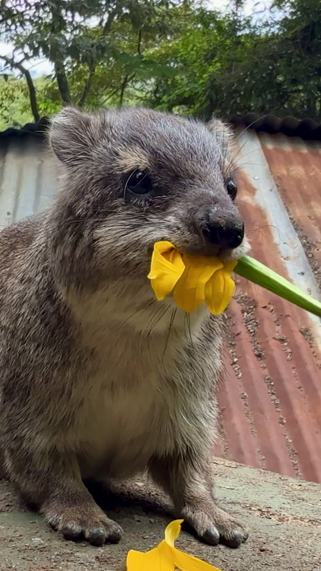 @squiggythehyrax
