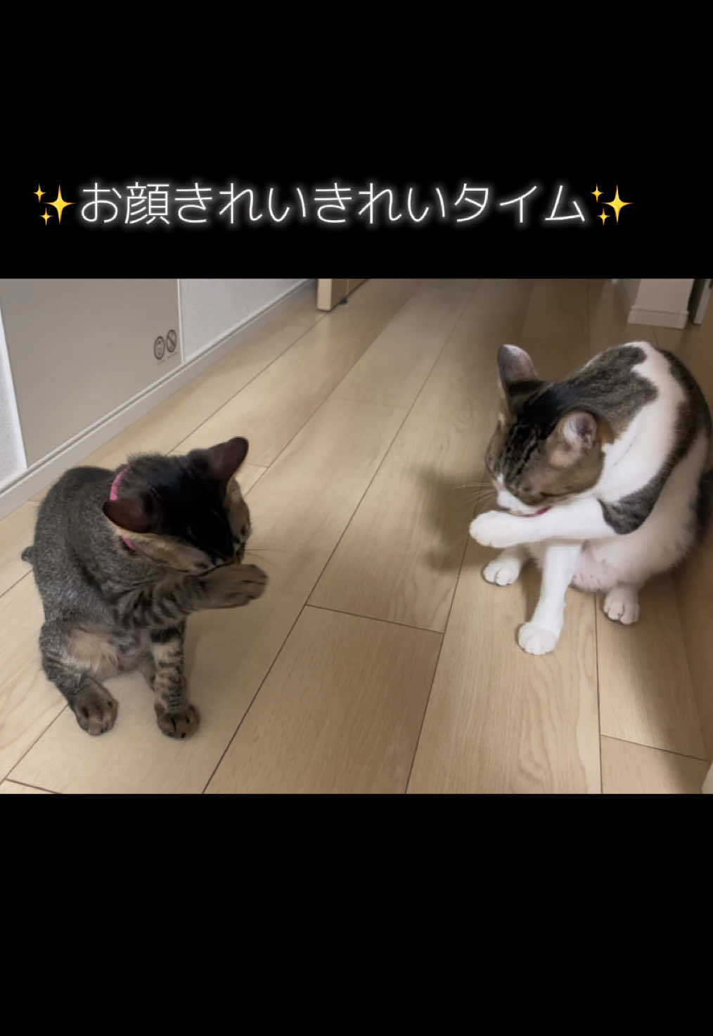 @ねこまみれ