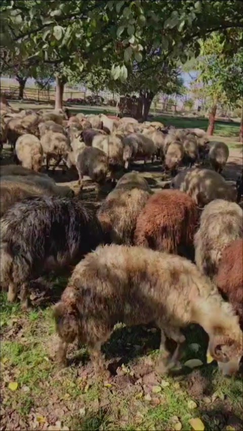 @EMİNOĞLU BESİCİLİK
