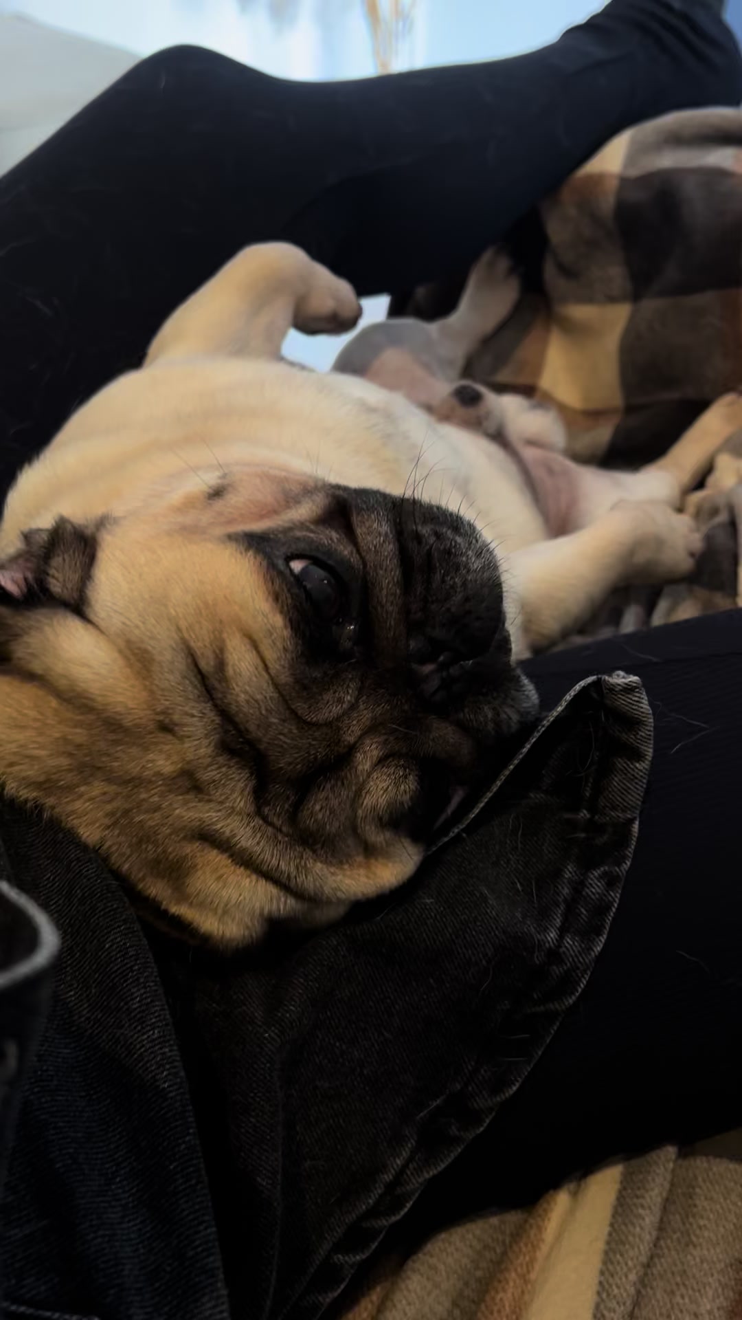 @pugSofyHarry