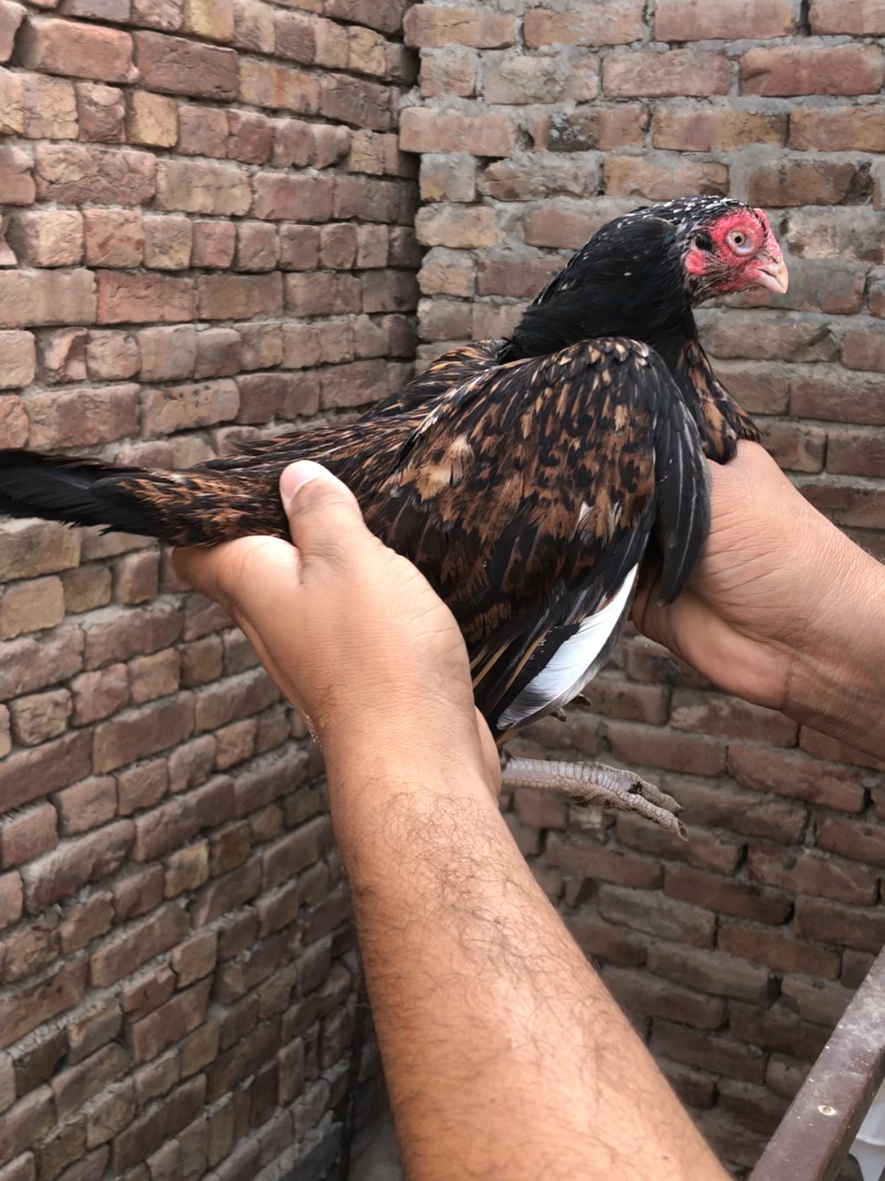 @Amroha shokeen