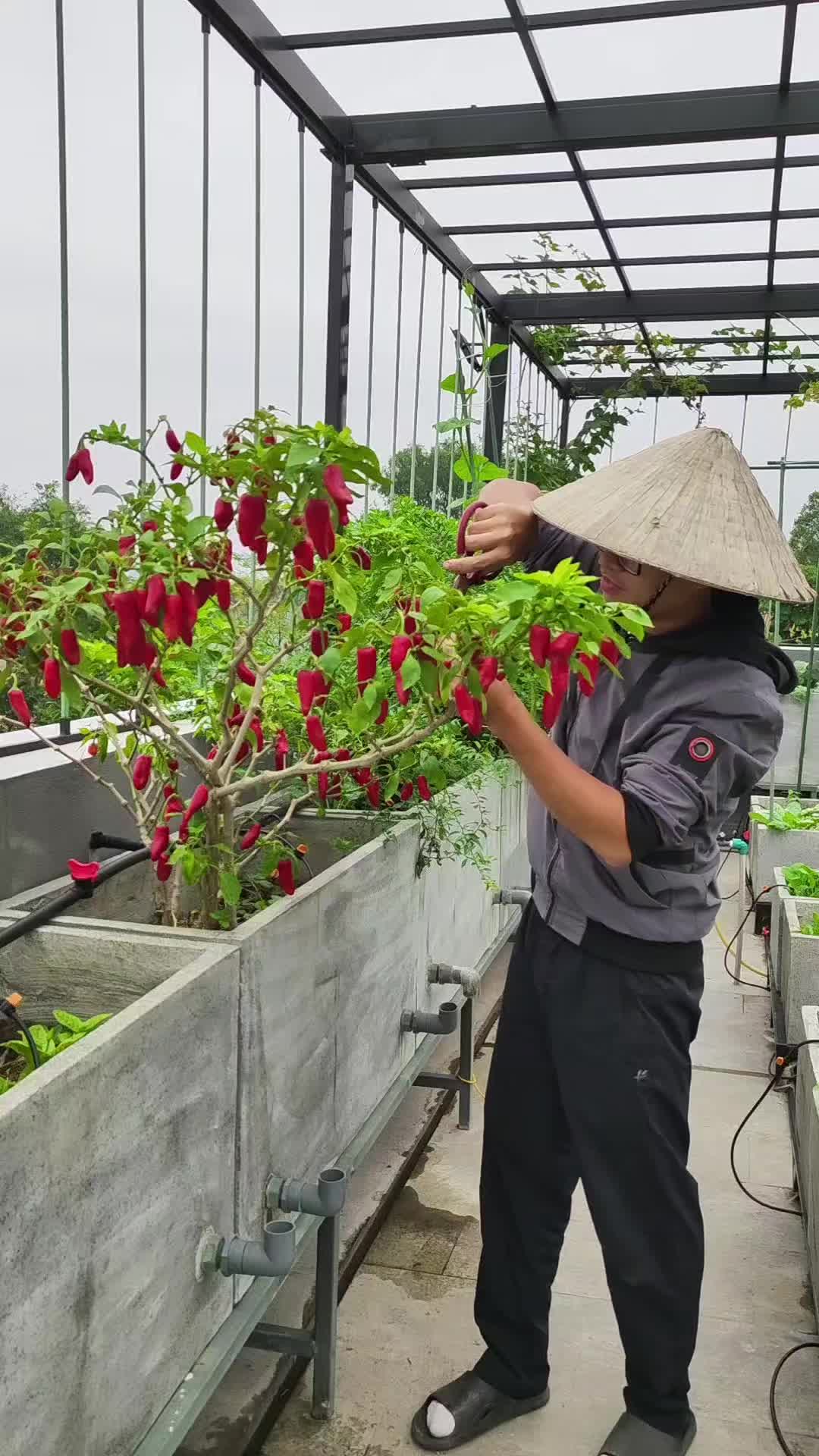 @Dược sĩ cỏ