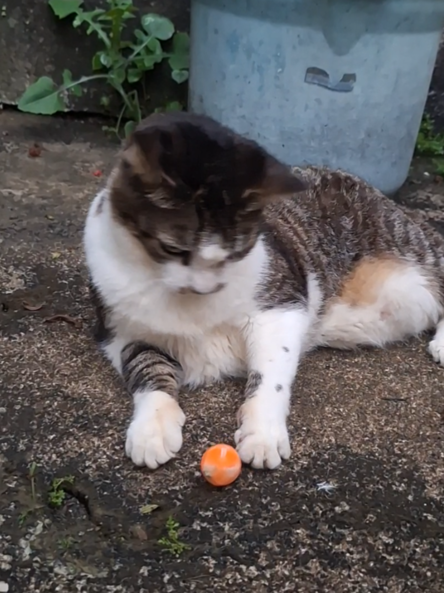 @casa dos gatos