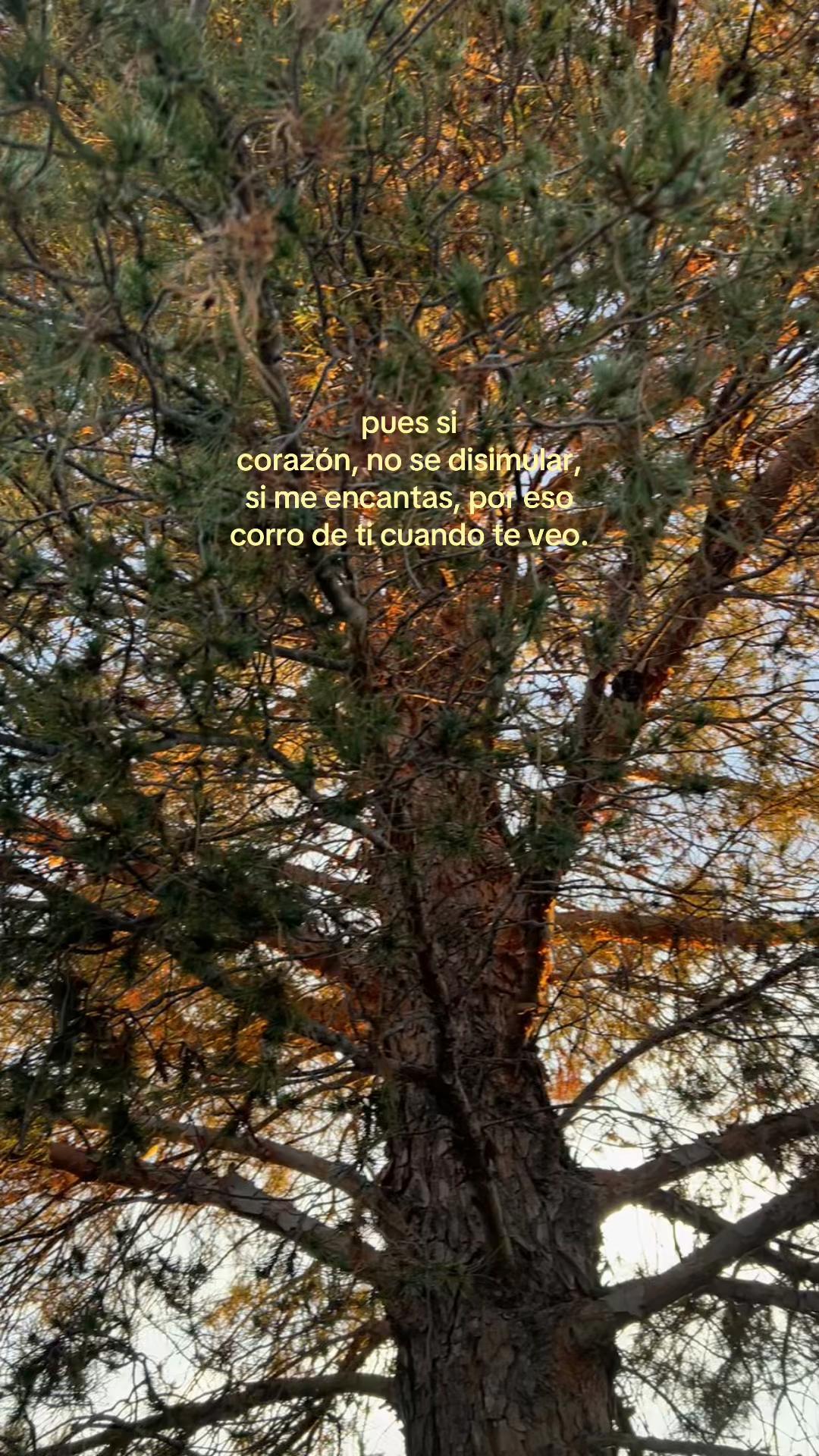 @️ 𝑋𝑖𝑚𝑒𝑛𝑎✯