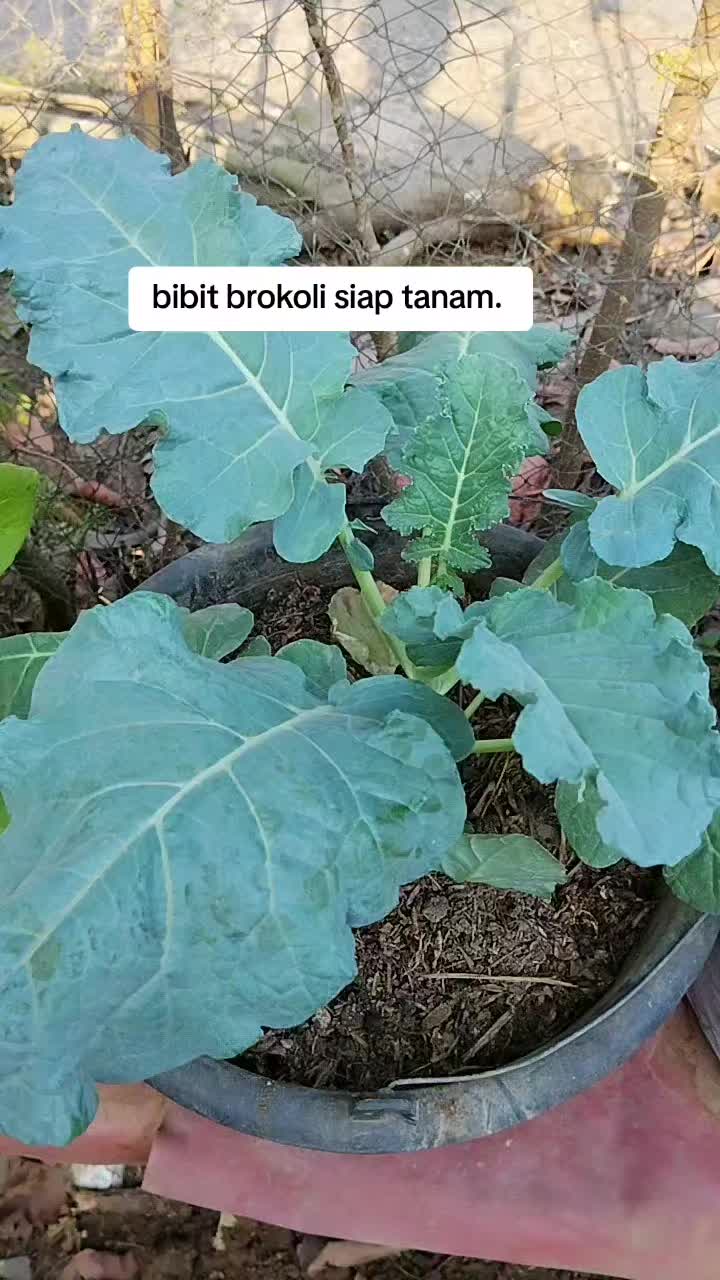 @Rastridd