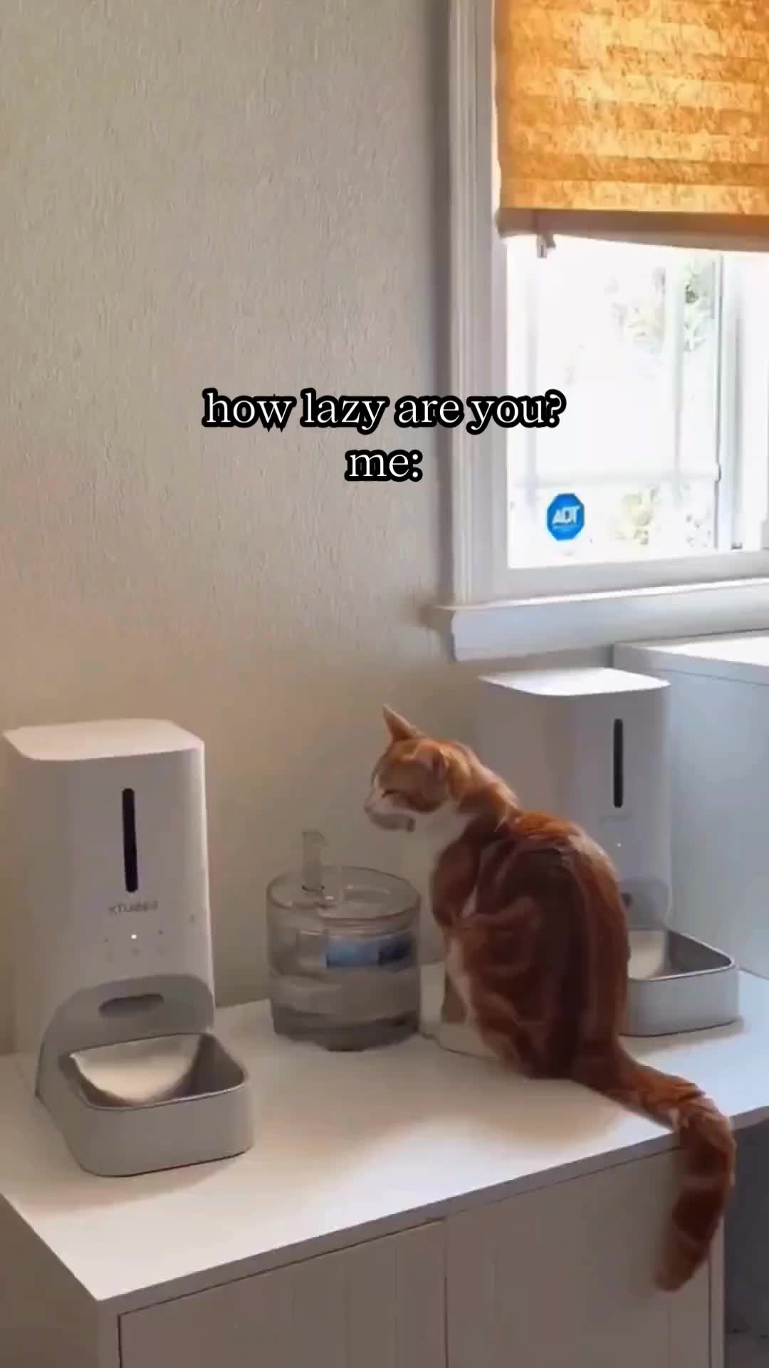 @BabaBear