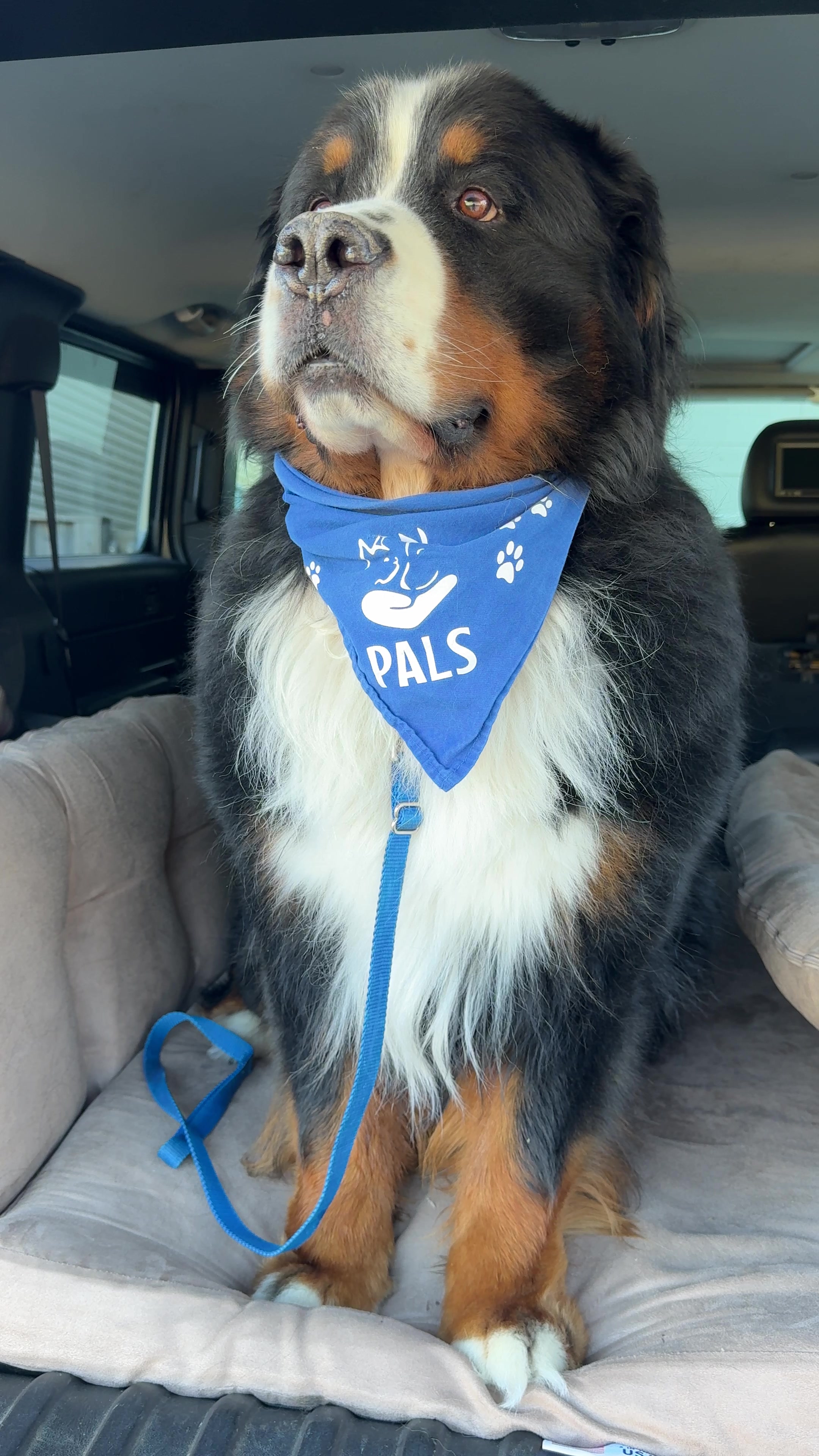 @SennenridgeBernese