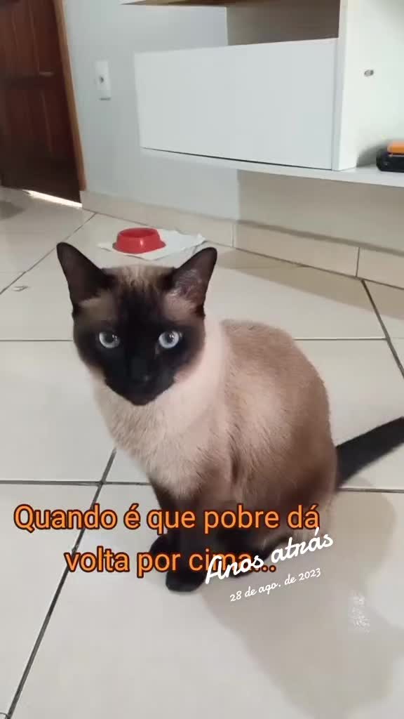 @O GATO ZEZÉ