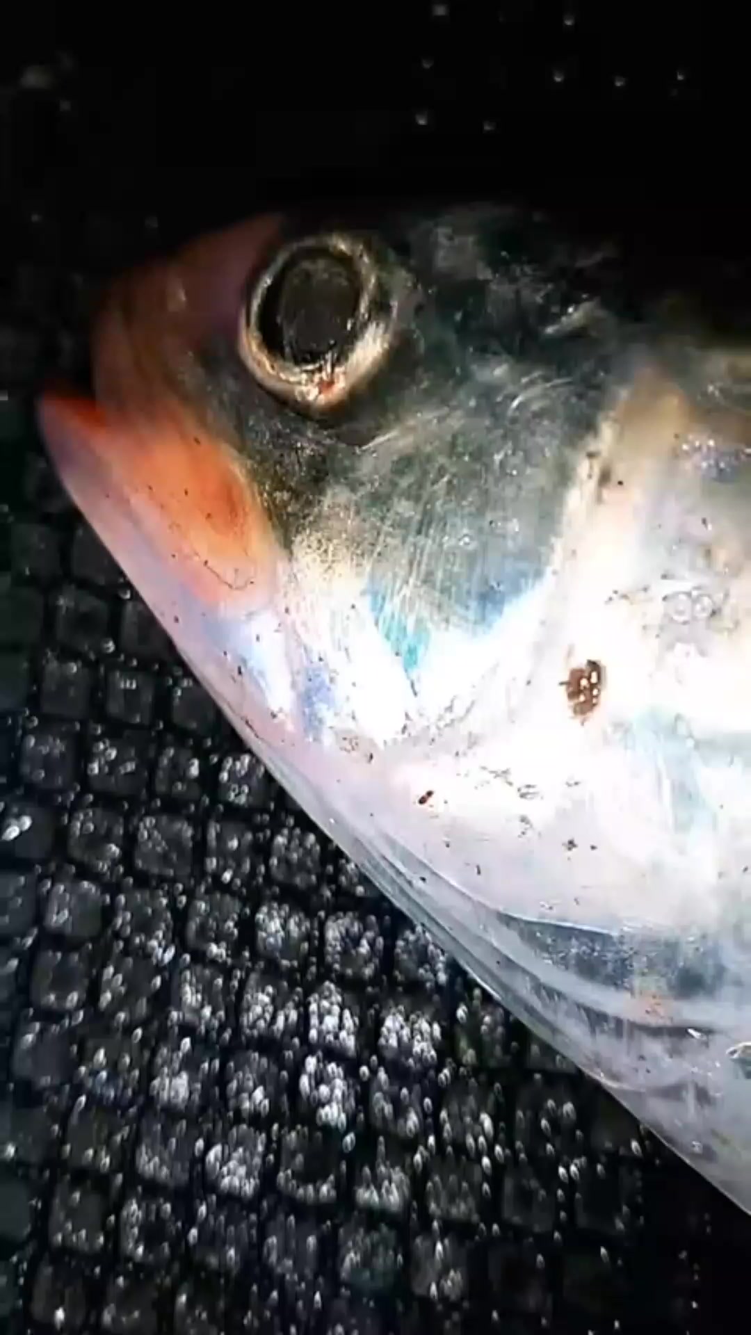 @জাকের🎙️🎙️🎙️🎙️🐟🐟🐟