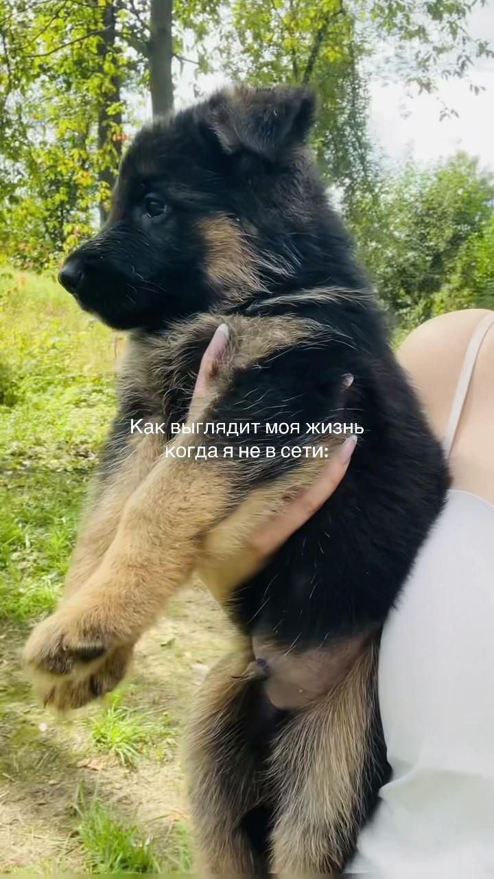@Щеночки немецкой овчарки)))🐶