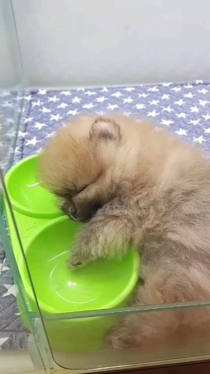@Teacup puppies