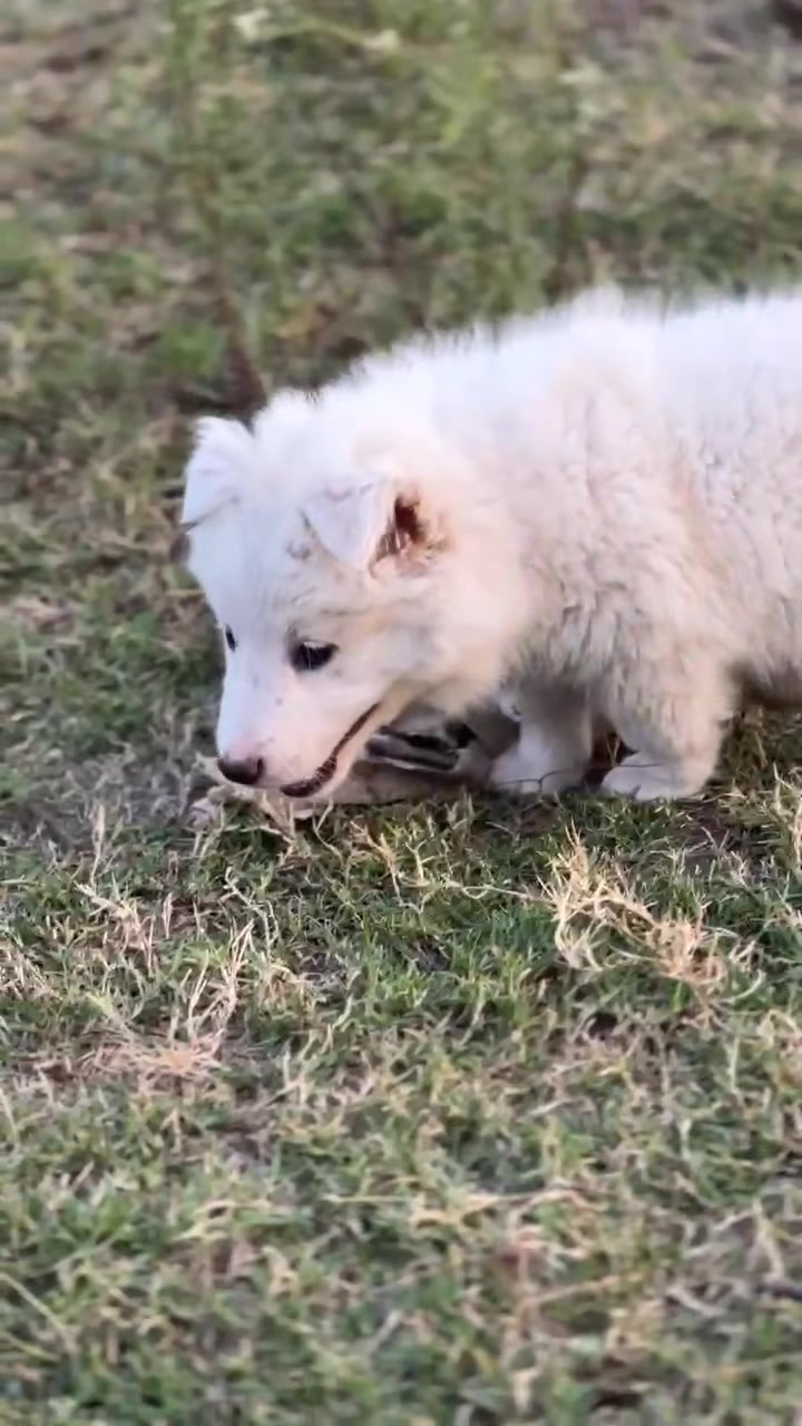@PETS LOVER 🐕