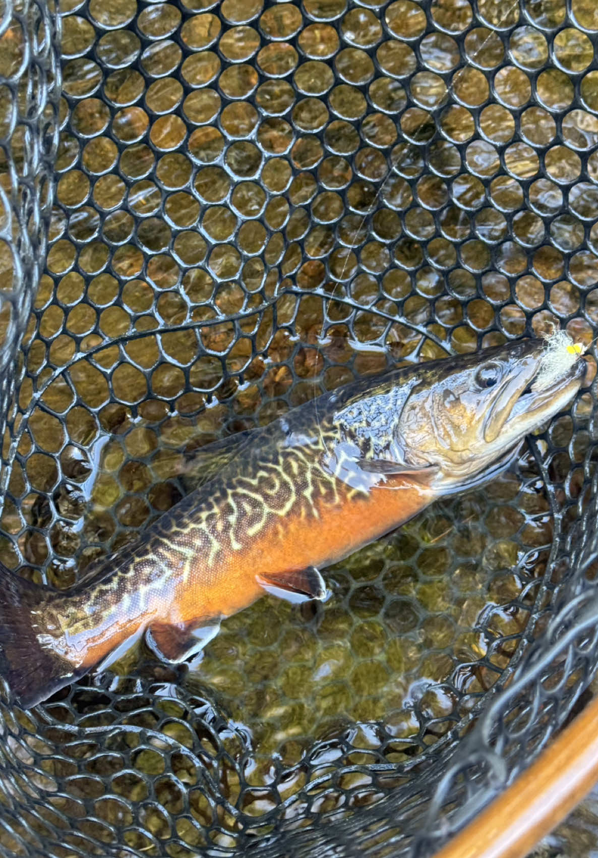 @FlyFishDelawhere