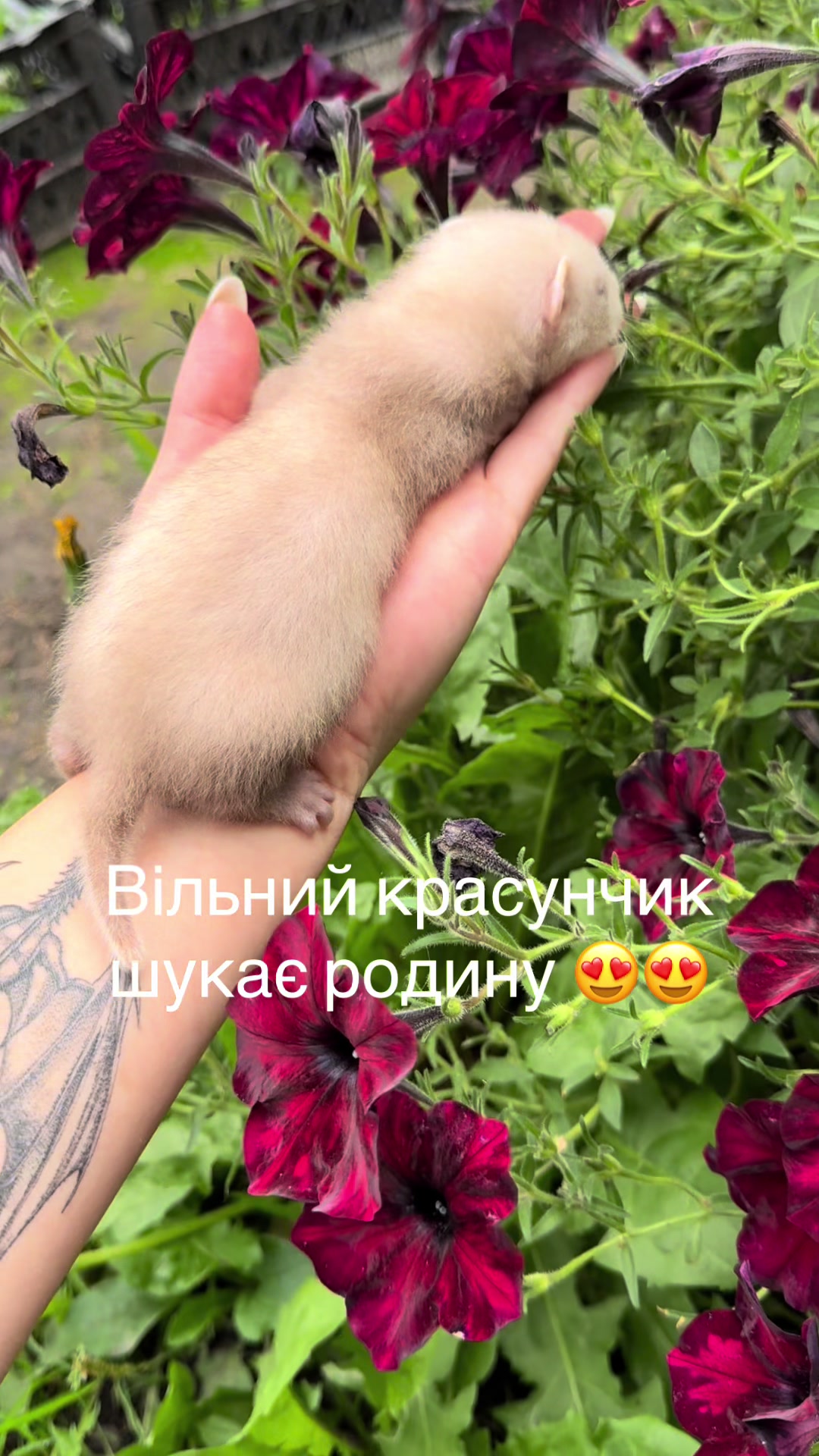 @🦦 Хорьки Київ 🇺🇦