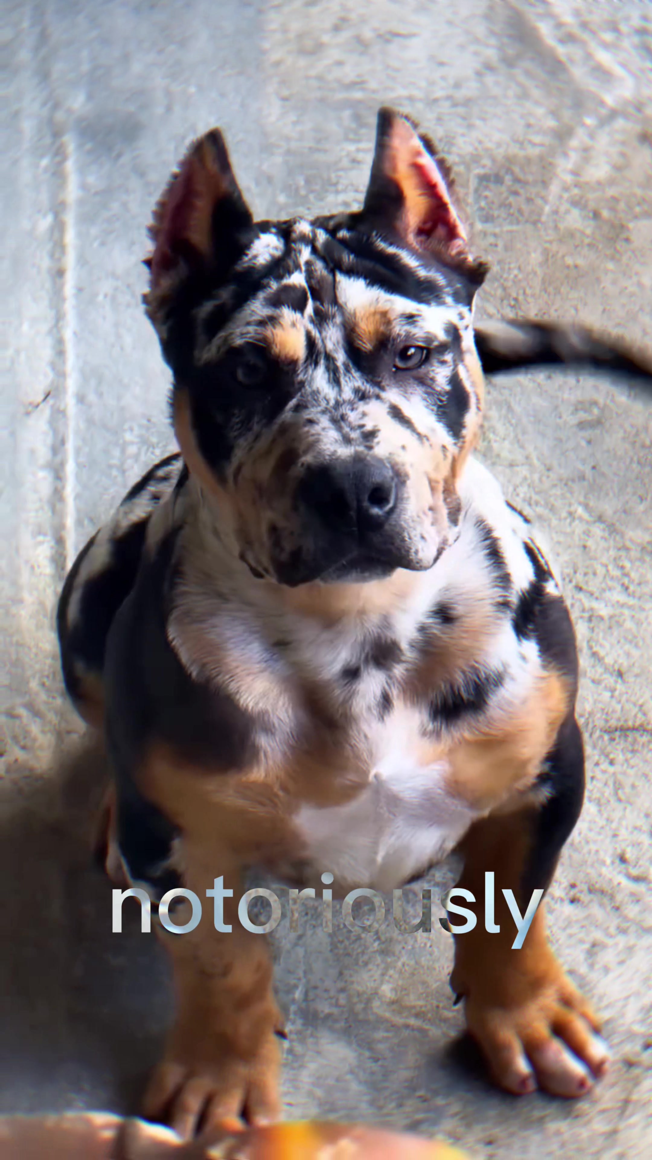 @The Canine Studio