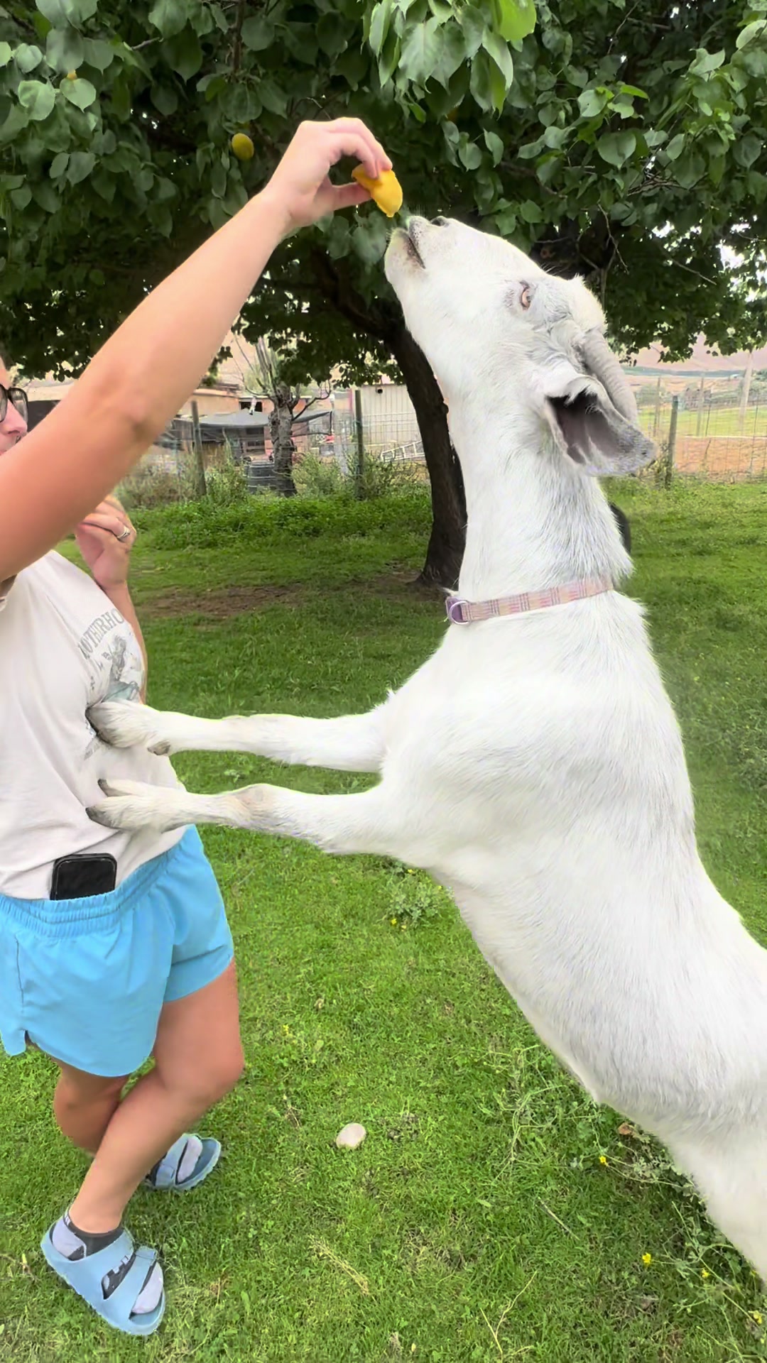 @Hot Sauce the Mini horse 🐎