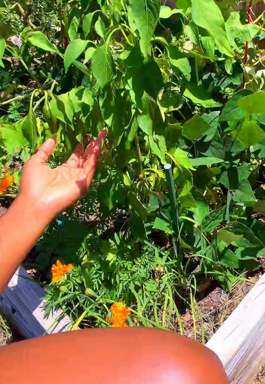 @Our Texas Garden | zone8b